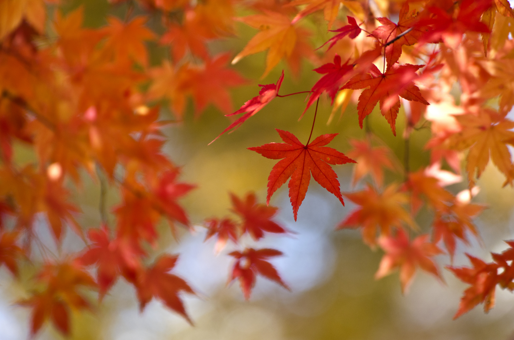 Красивые осенние листья на рабочий стол
