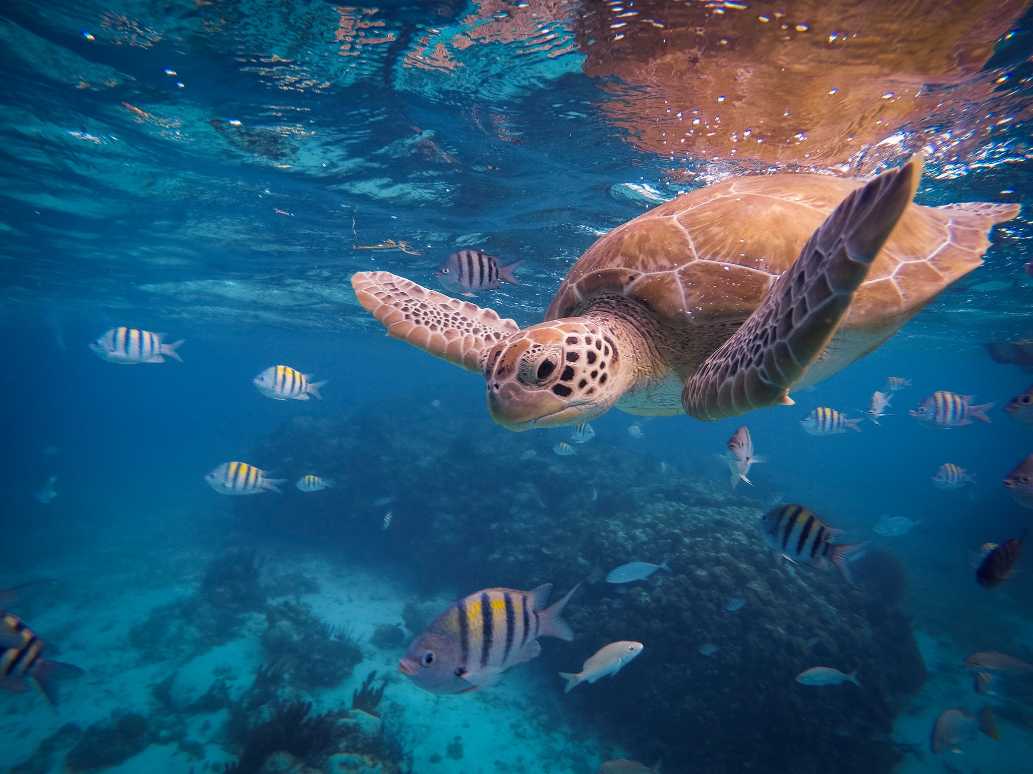 tropical fish, underwater, animal, sea turtle, sea life, turtles