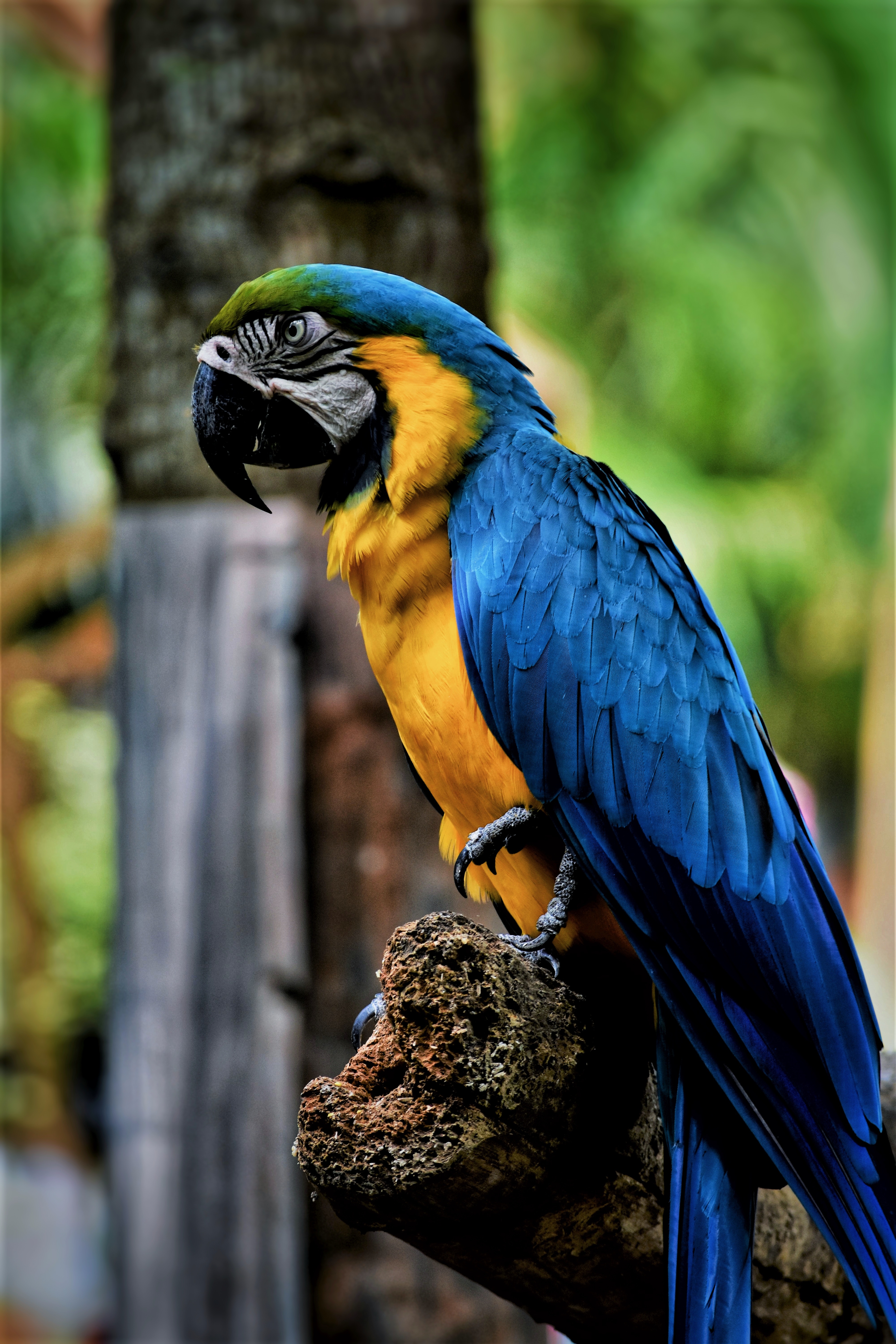 Free HD Macaw