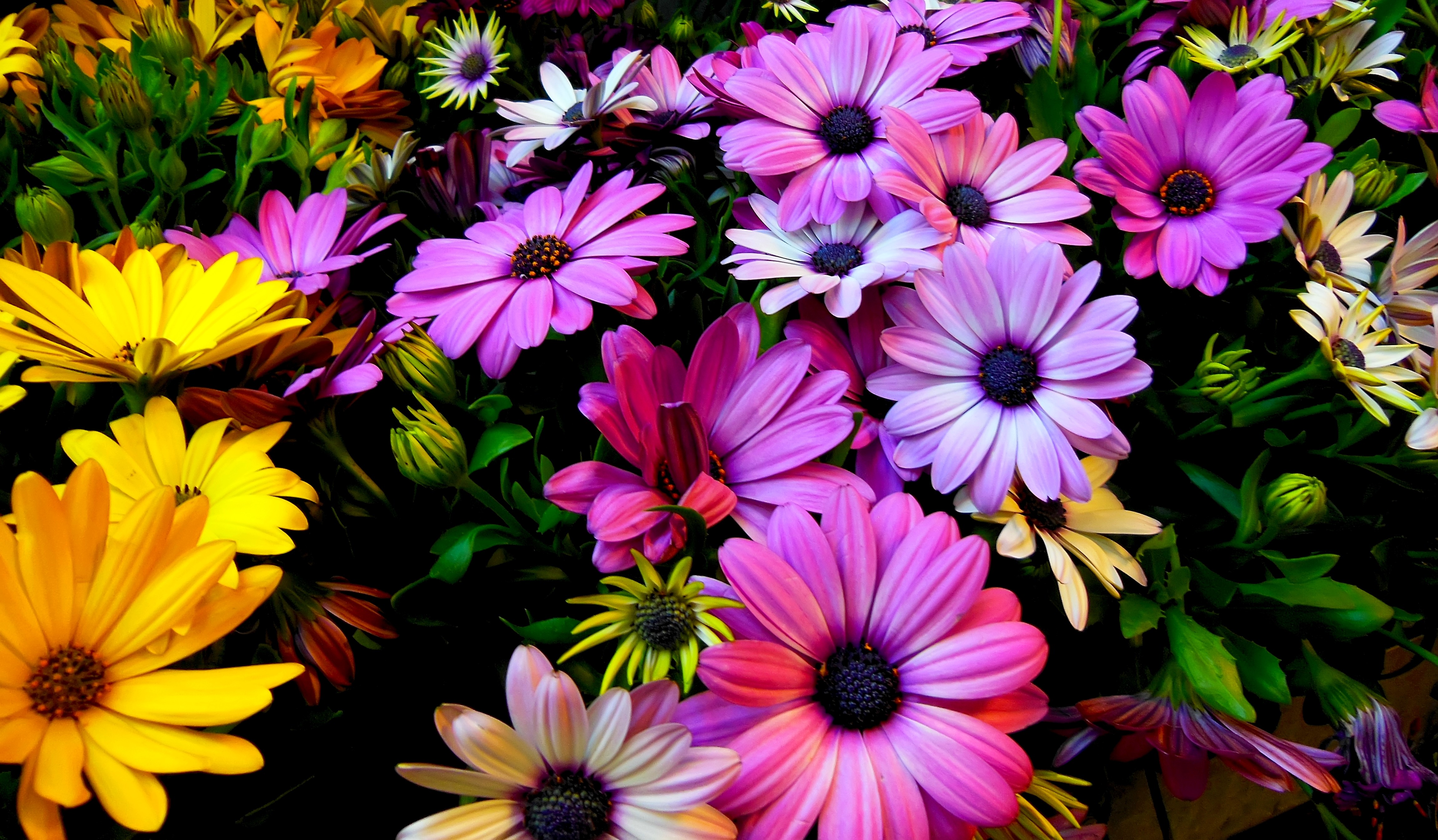 android purple flower, earth, african daisy, colorful, colors, daisy, flower, yellow flower