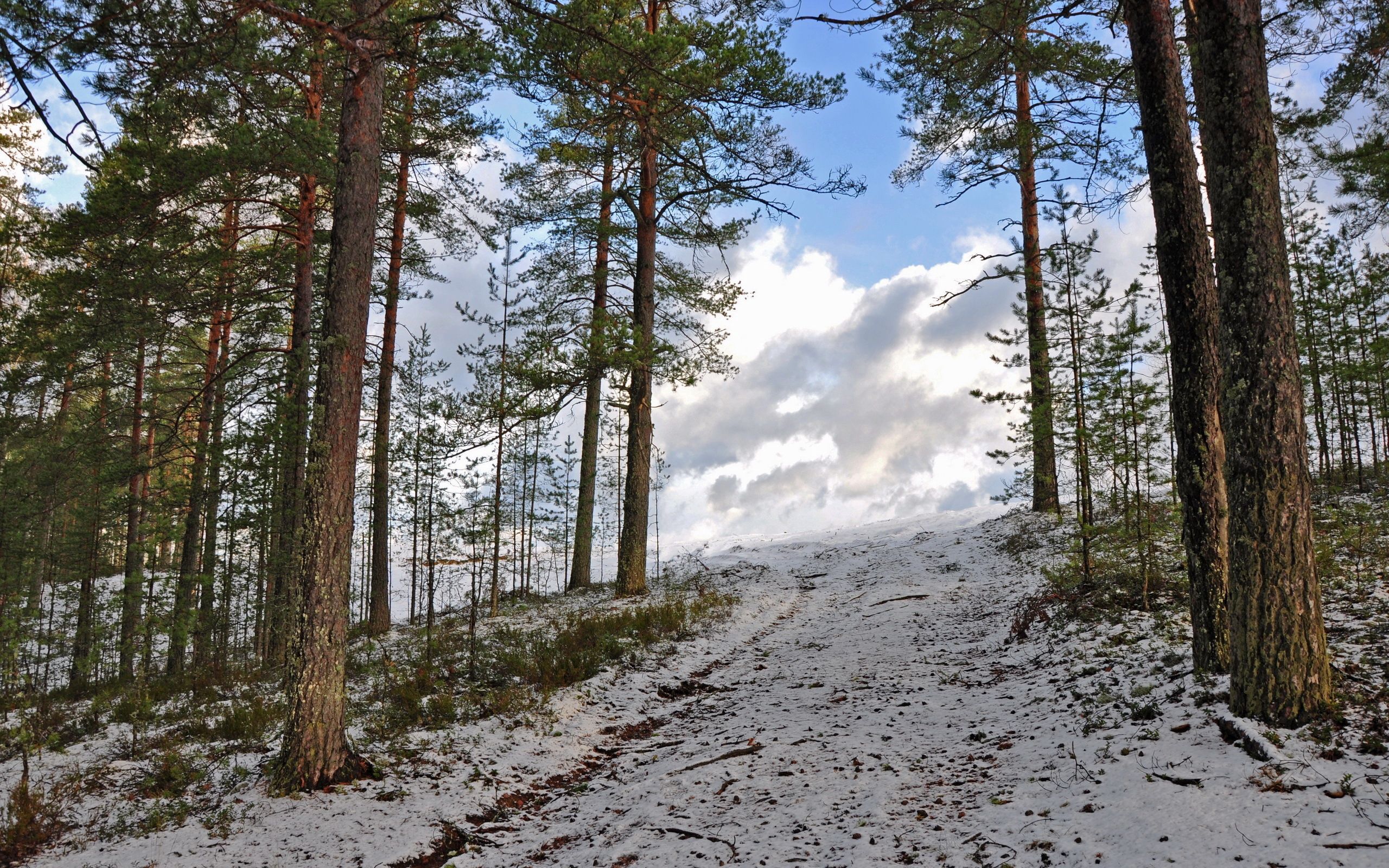 128242壁紙のダウンロード冬, 自然, 木, スカイ, 雪, 森林, 森, 登る, 持ち上げる-スクリーンセーバーと写真を無料で