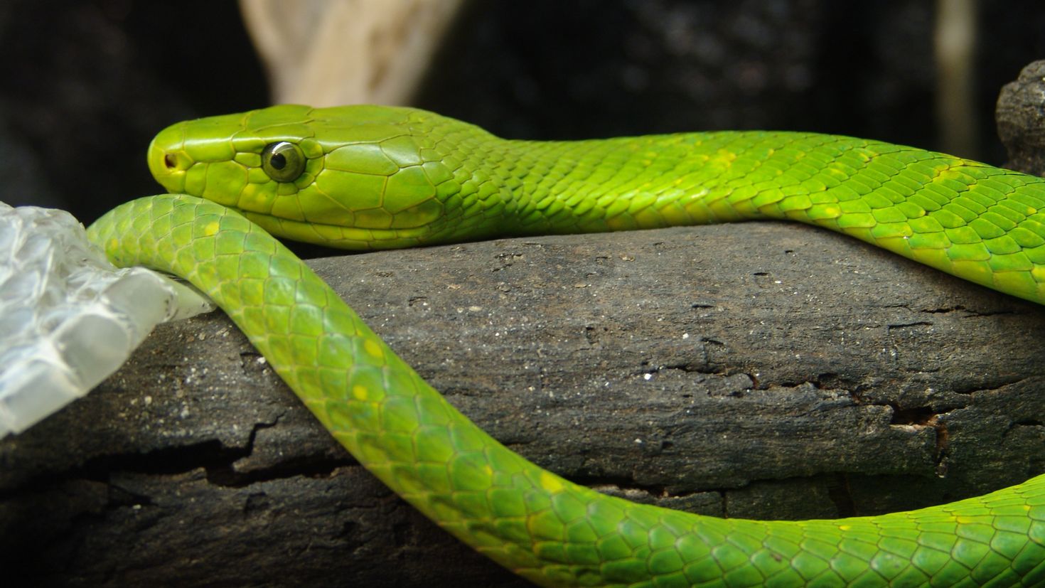 Большие зеленые змеи. Зеленая мамба (Африканский изумрудный гигант). Зеленая змея ядовитая мамба. Бумсланг змея. Африканский бумсланг змея.
