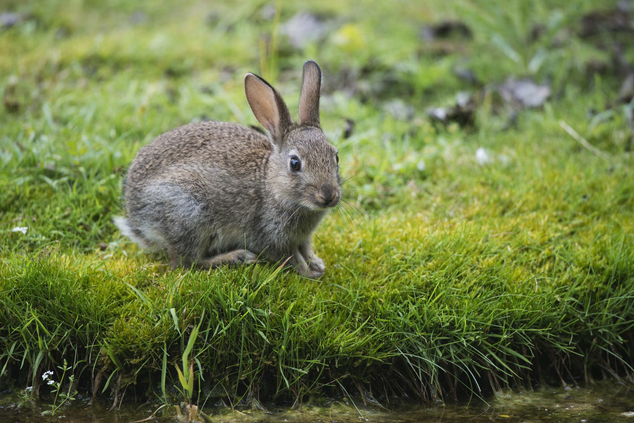 78306 скачать обои кролик, заяц, животные, река, трава, взгляд - заставки и картинки бесплатно