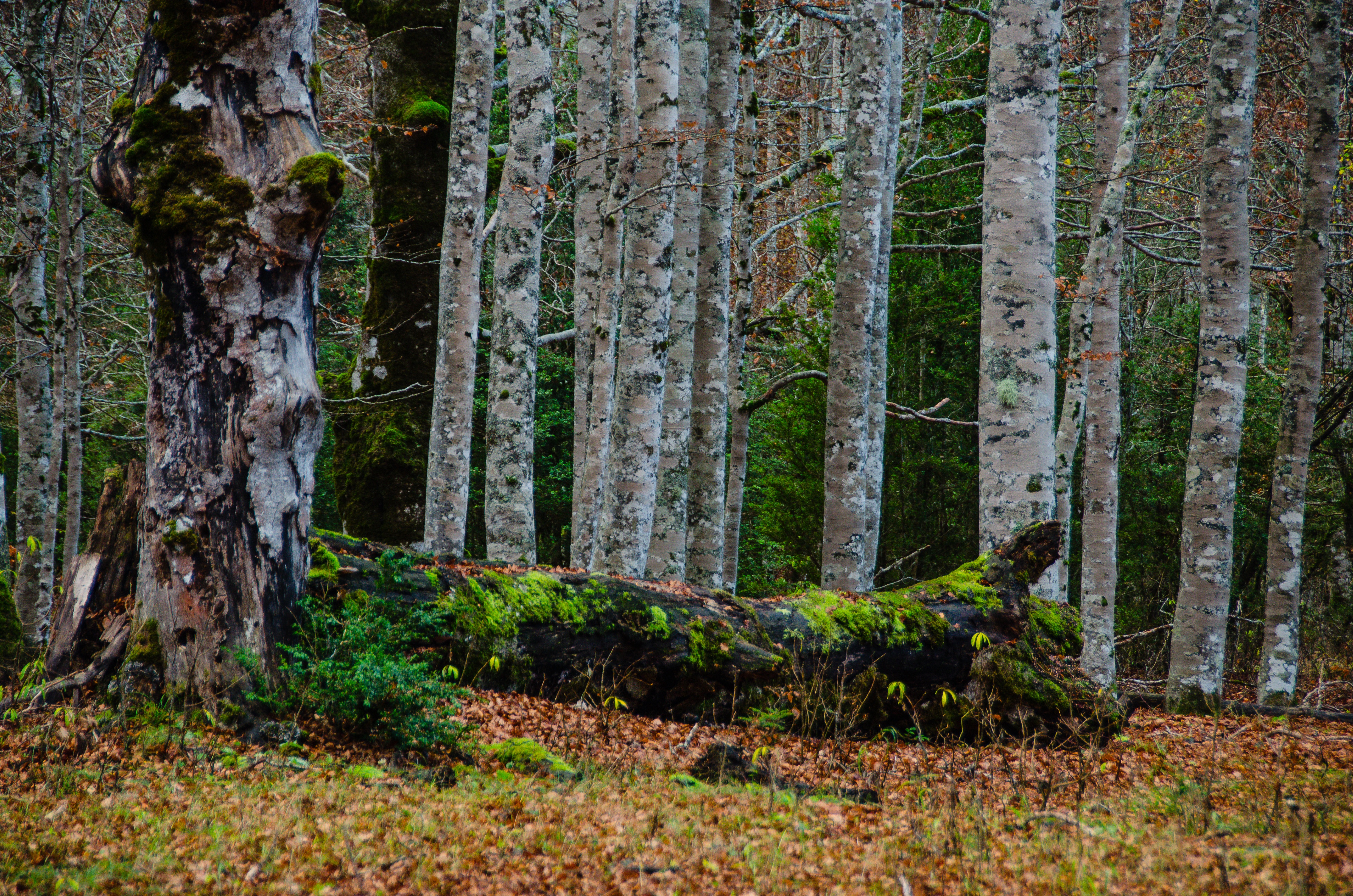 Free download wallpaper Nature, Trees, Birches, Moss, Forest on your PC desktop