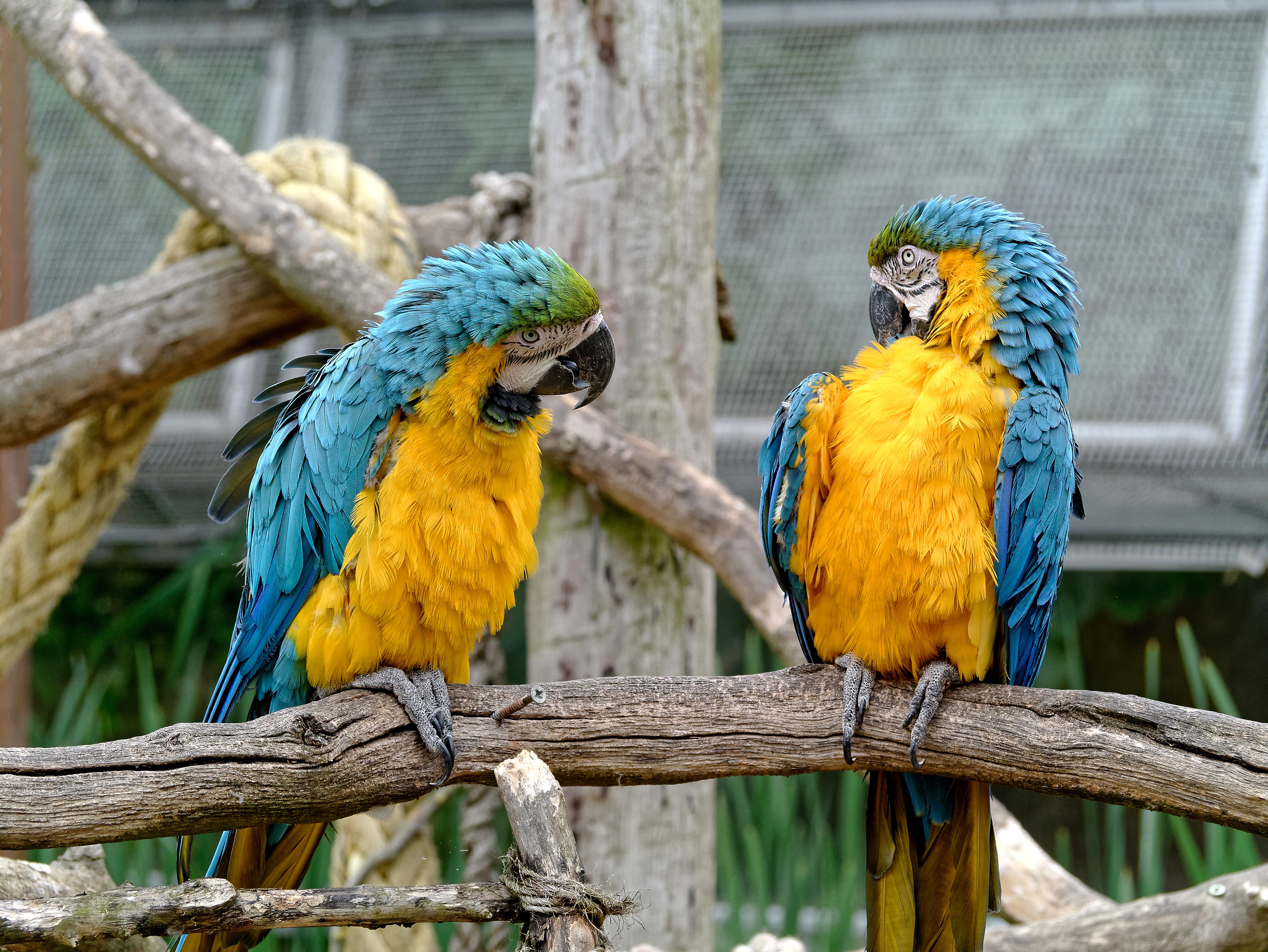 птицы зоопарка фото