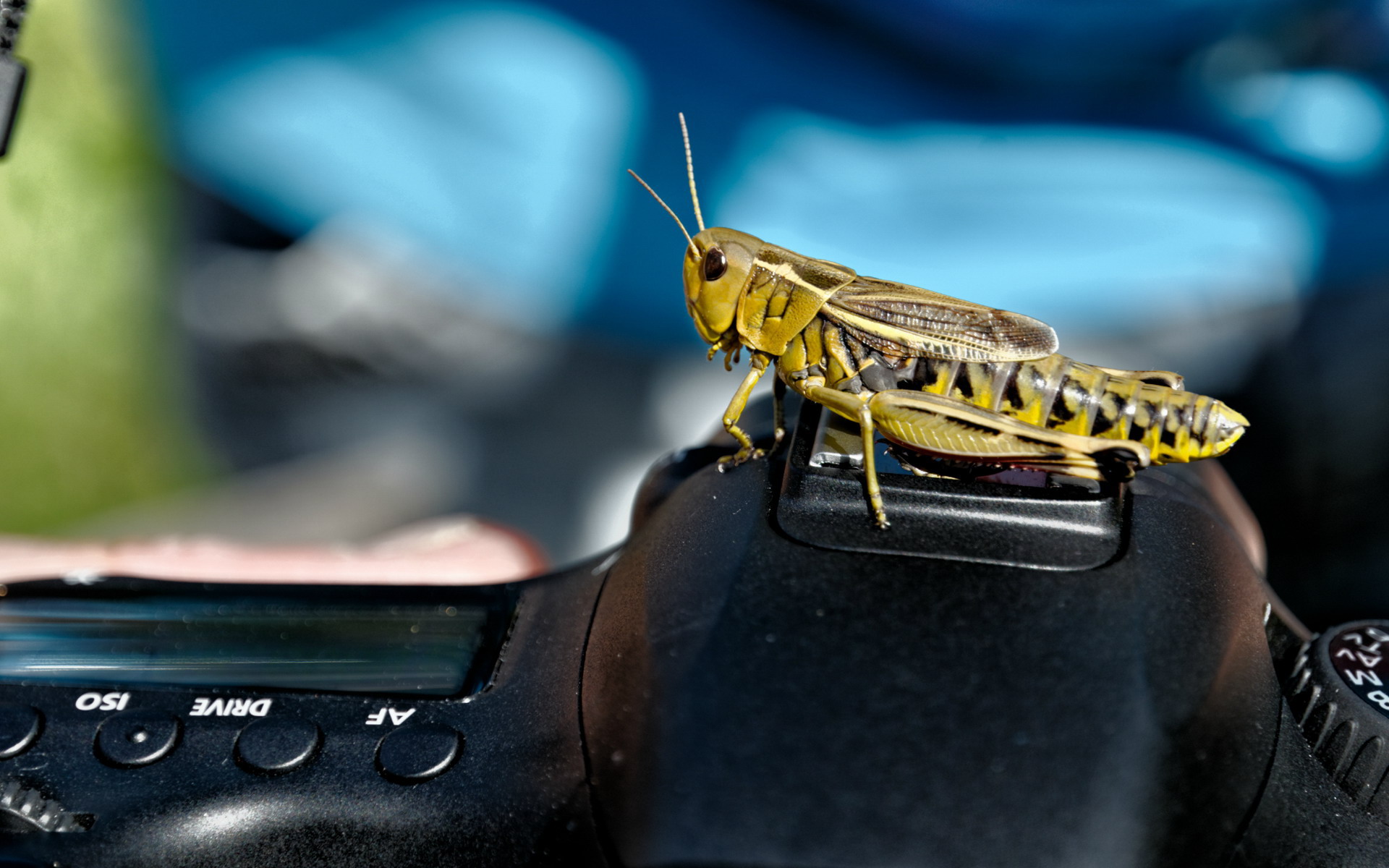 Free HD grasshopper, animal