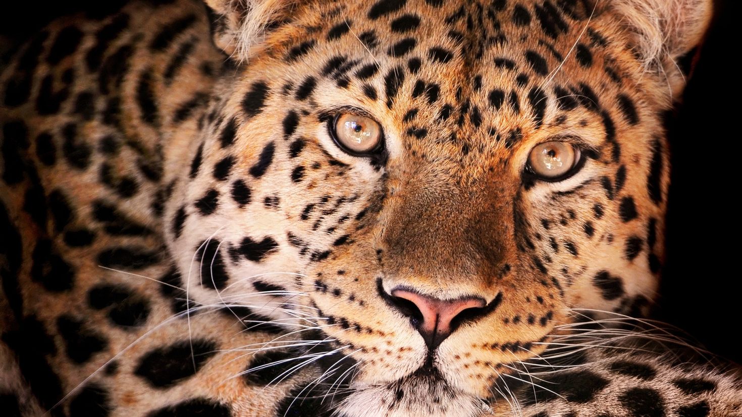 Глаза леопарда на черном фоне