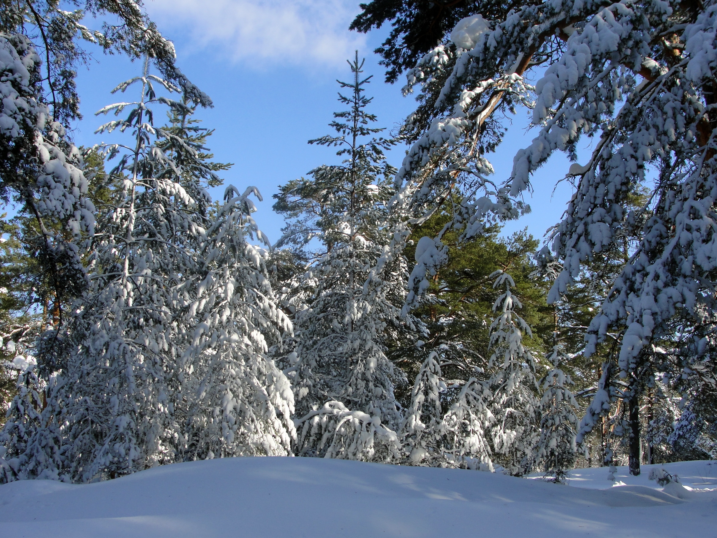 136003 Hintergrundbild herunterladen winter, natur, bäume, sky, schnee, blau, geäst, zweige, klar, ich verstehe, schwere, ablenkung, sag - Bildschirmschoner und Bilder kostenlos