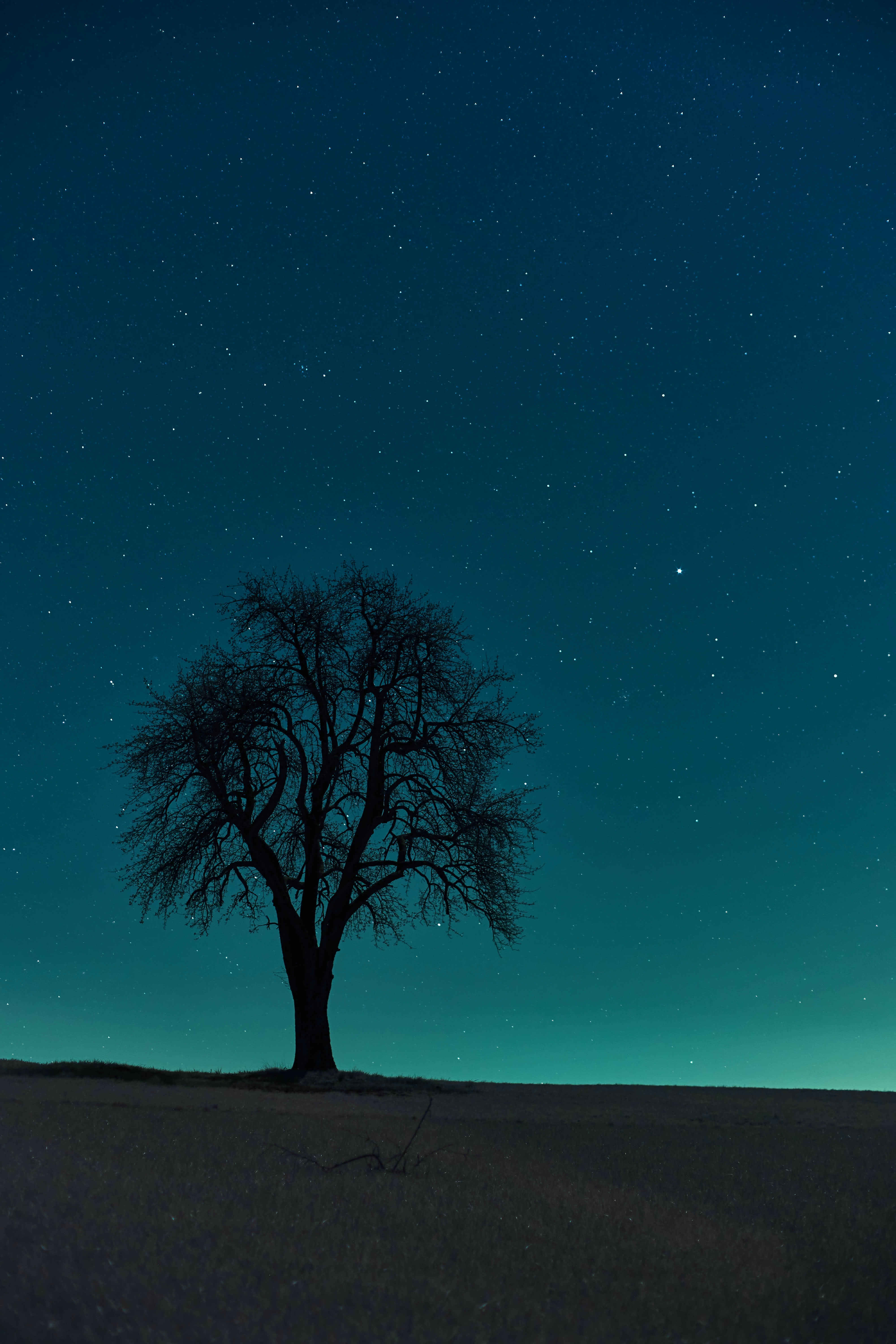 night, tree, dark, wood, starry sky, field