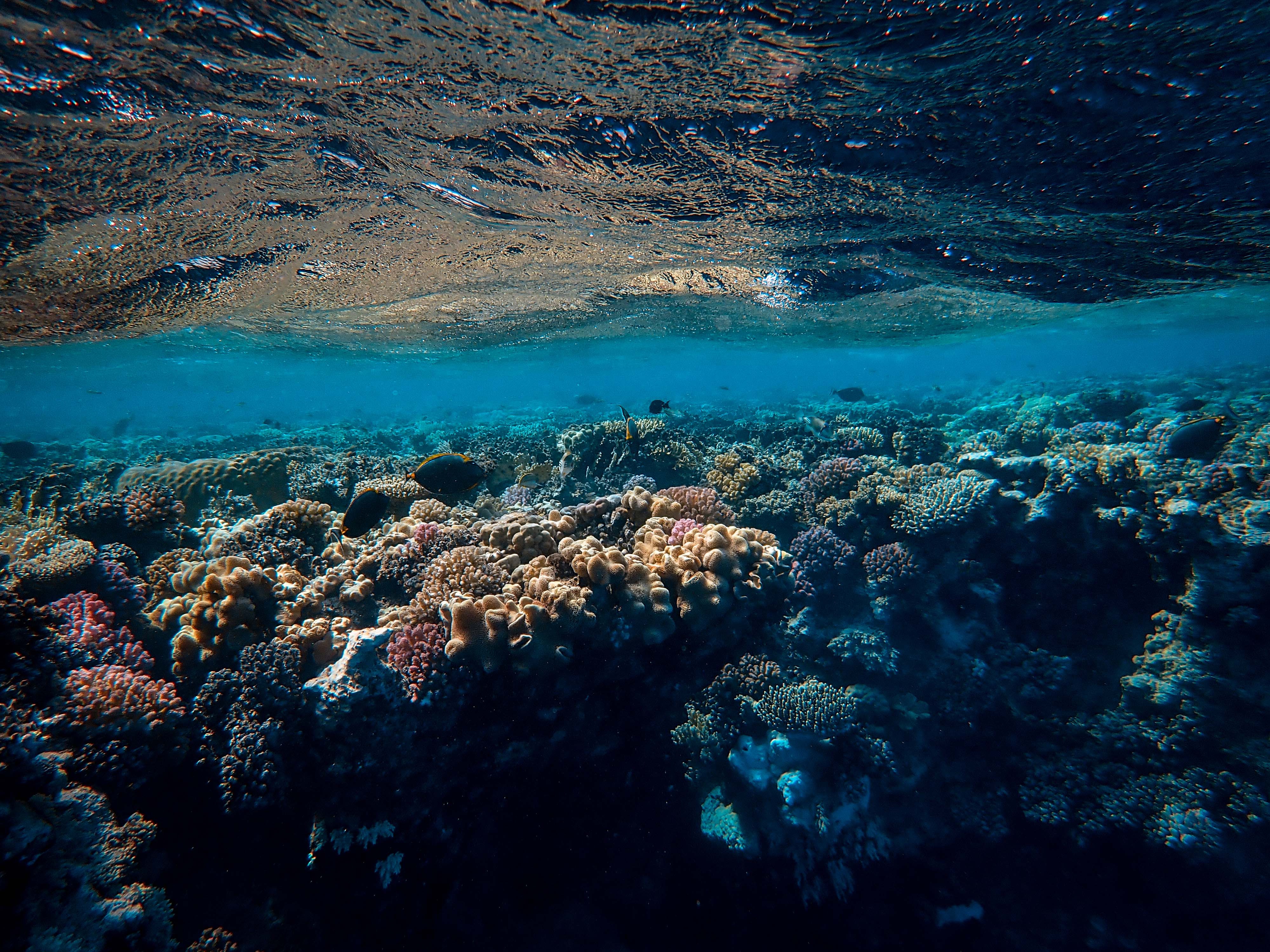 coral, nature, ocean, underwater world, seaweed, algae Phone Background