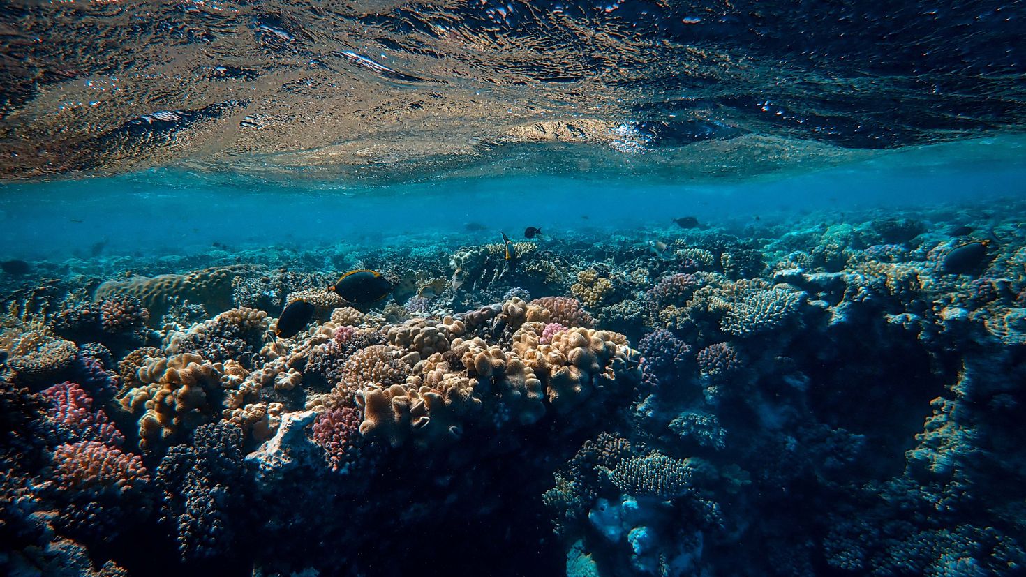 Ocean changes. Рифы красного моря. Умбрия красное море. Коралловые рифы красного моря.