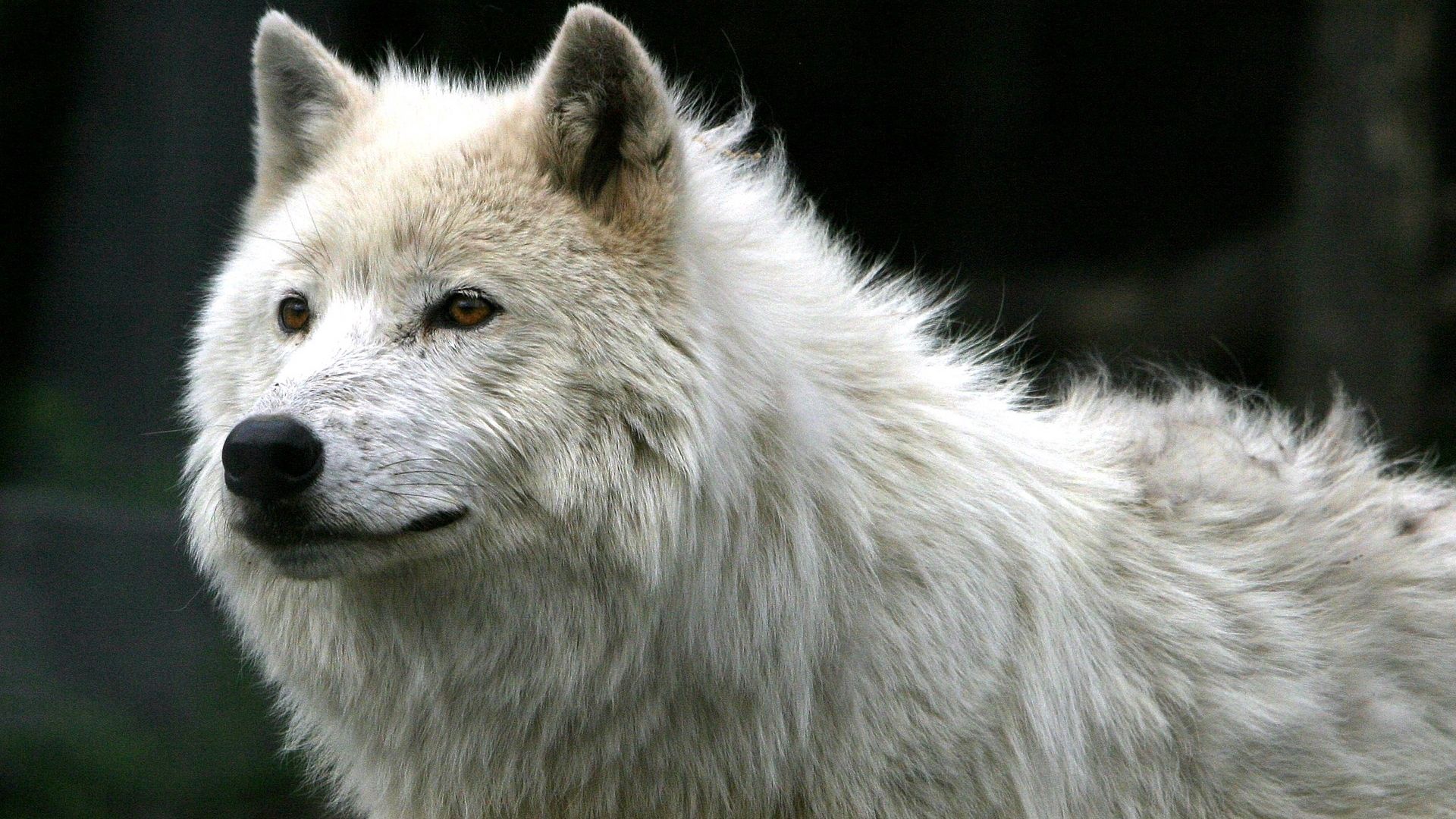 wolf, animals, white, predator, wool