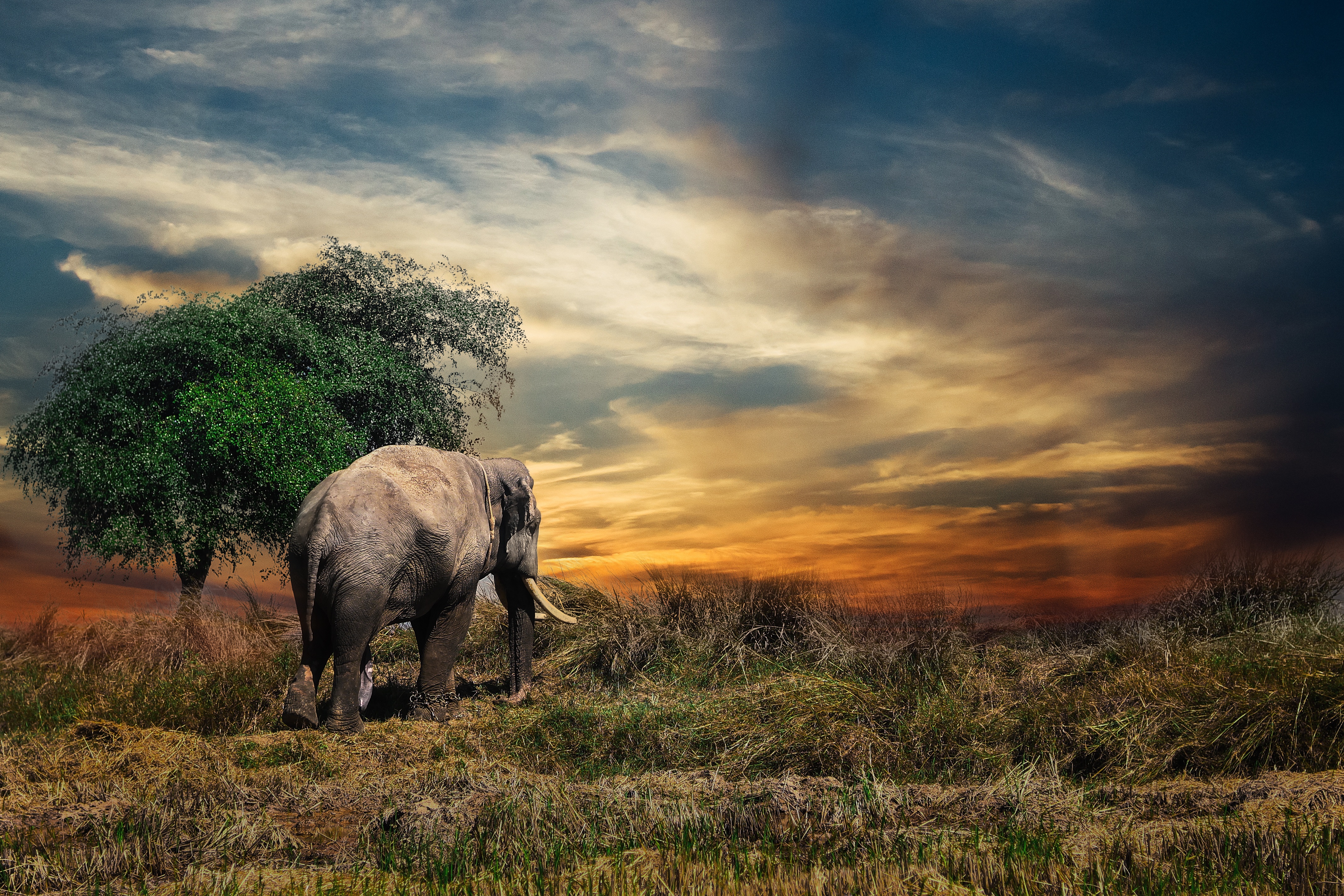 Скачать картинку Трава, Деревья, Животные, Слон в телефон бесплатно.