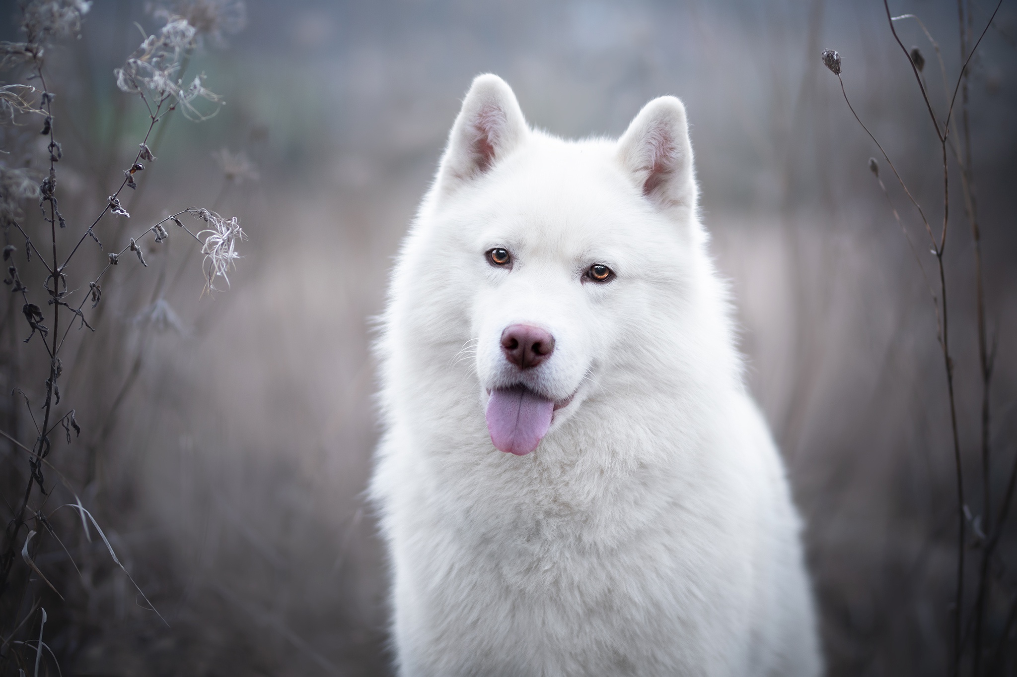 Собака белый волк