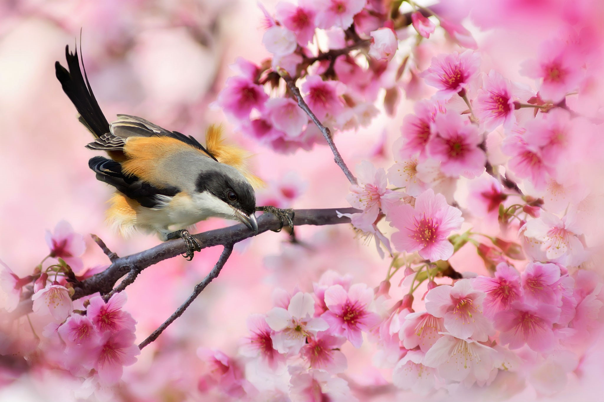 Download mobile wallpaper Birds, Sakura, Bird, Branch, Animal, Spring, Blossom, Pink Flower for free.