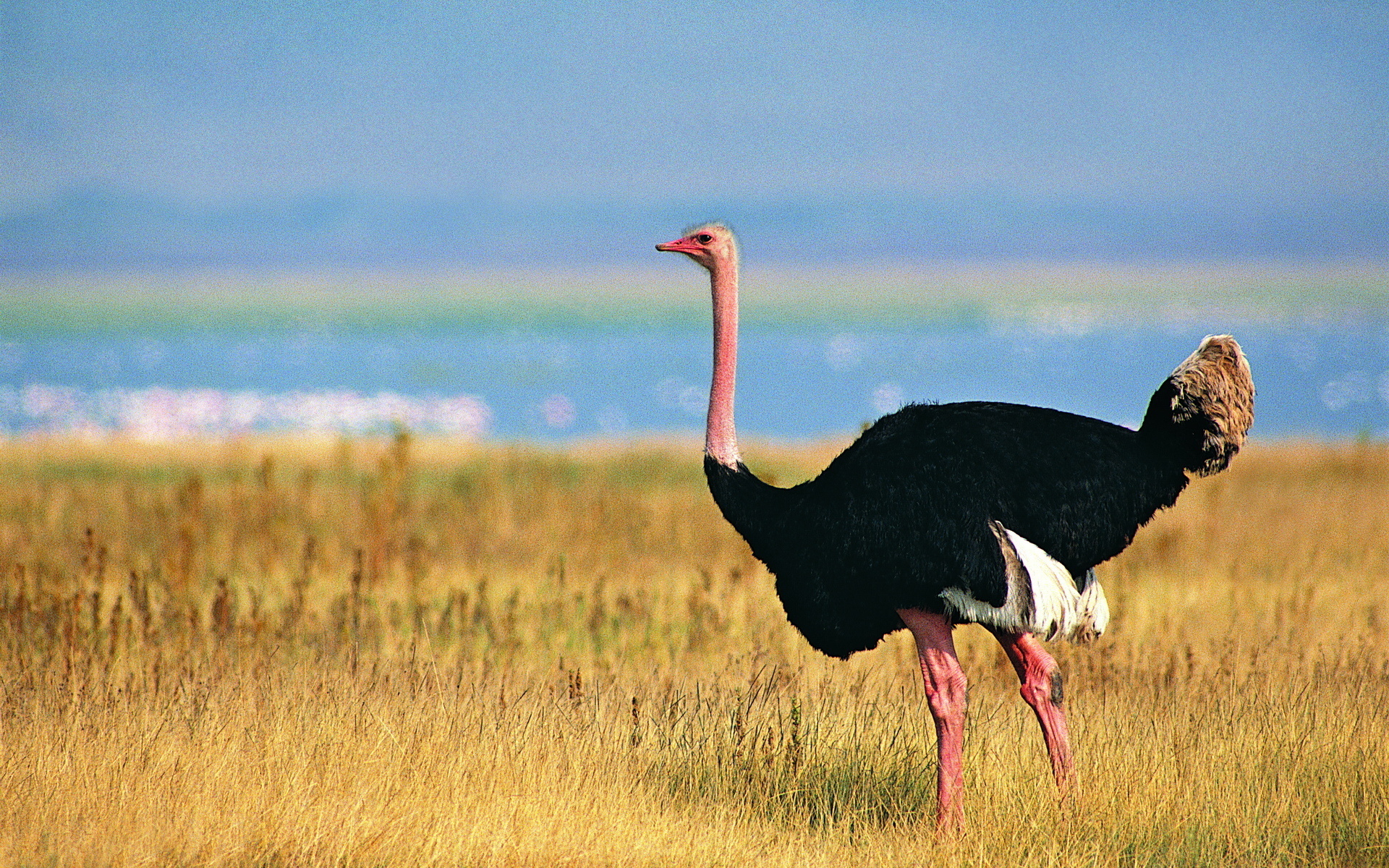 Ostrich iPhone Background