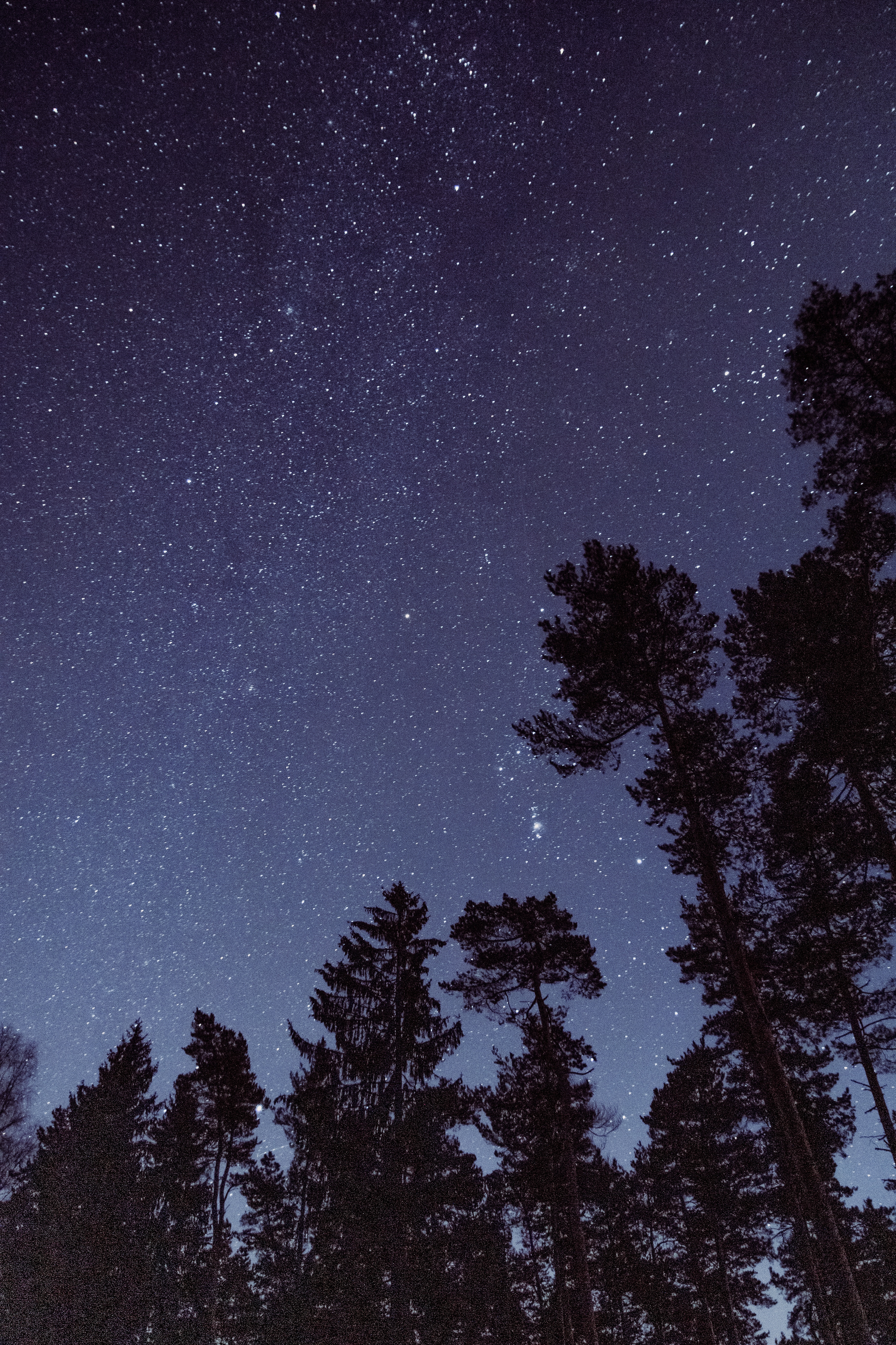 nature, trees, stars, night, starry sky, bottom view