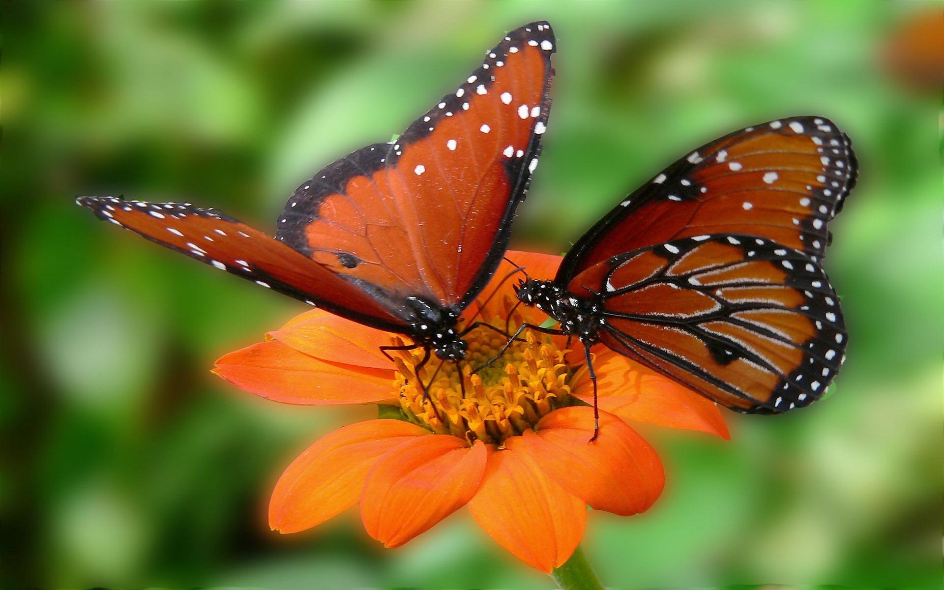 2 Красивые бабочки