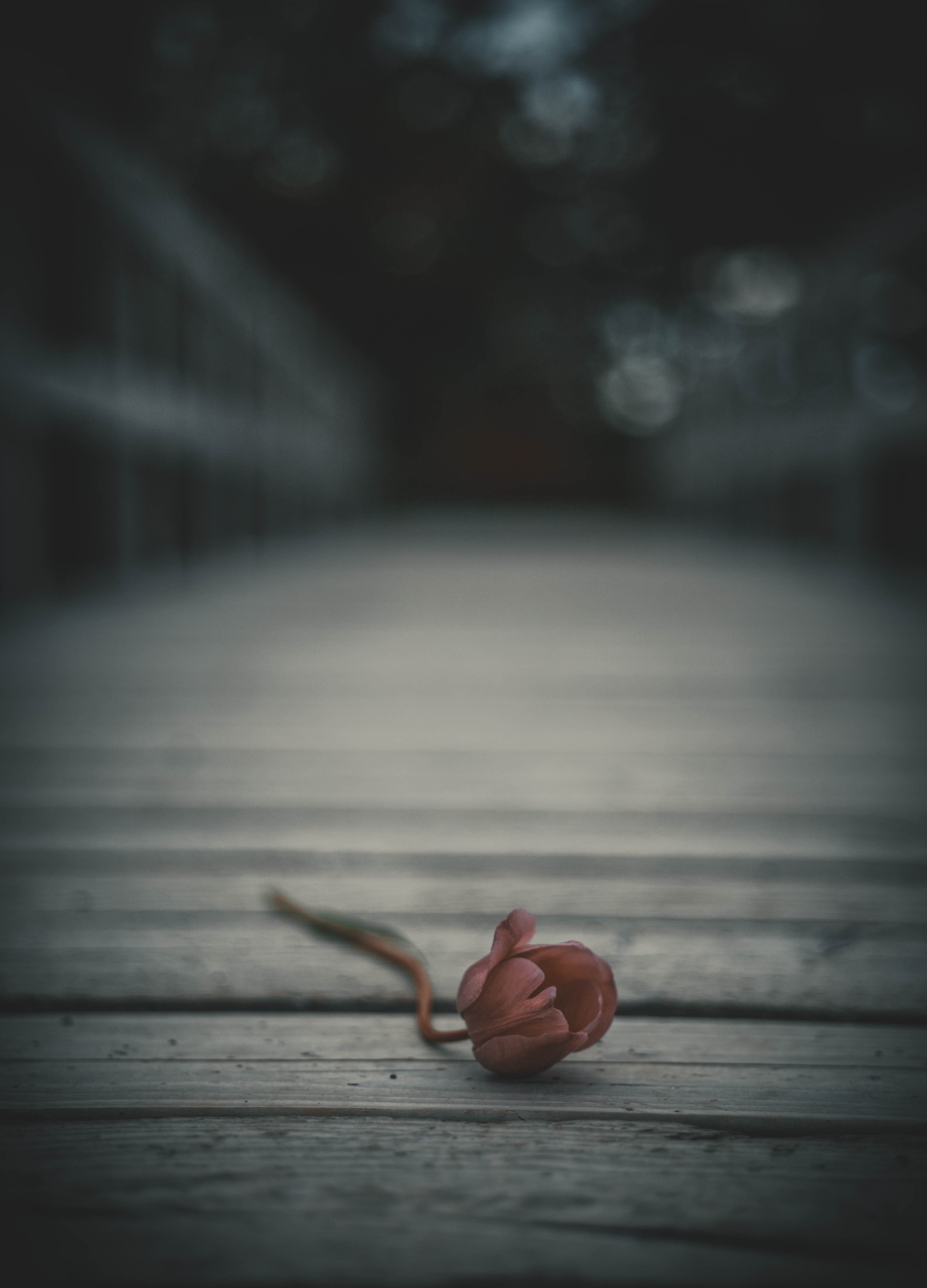 lonely, flowers, flower, bud, blur, smooth, alone, tulip