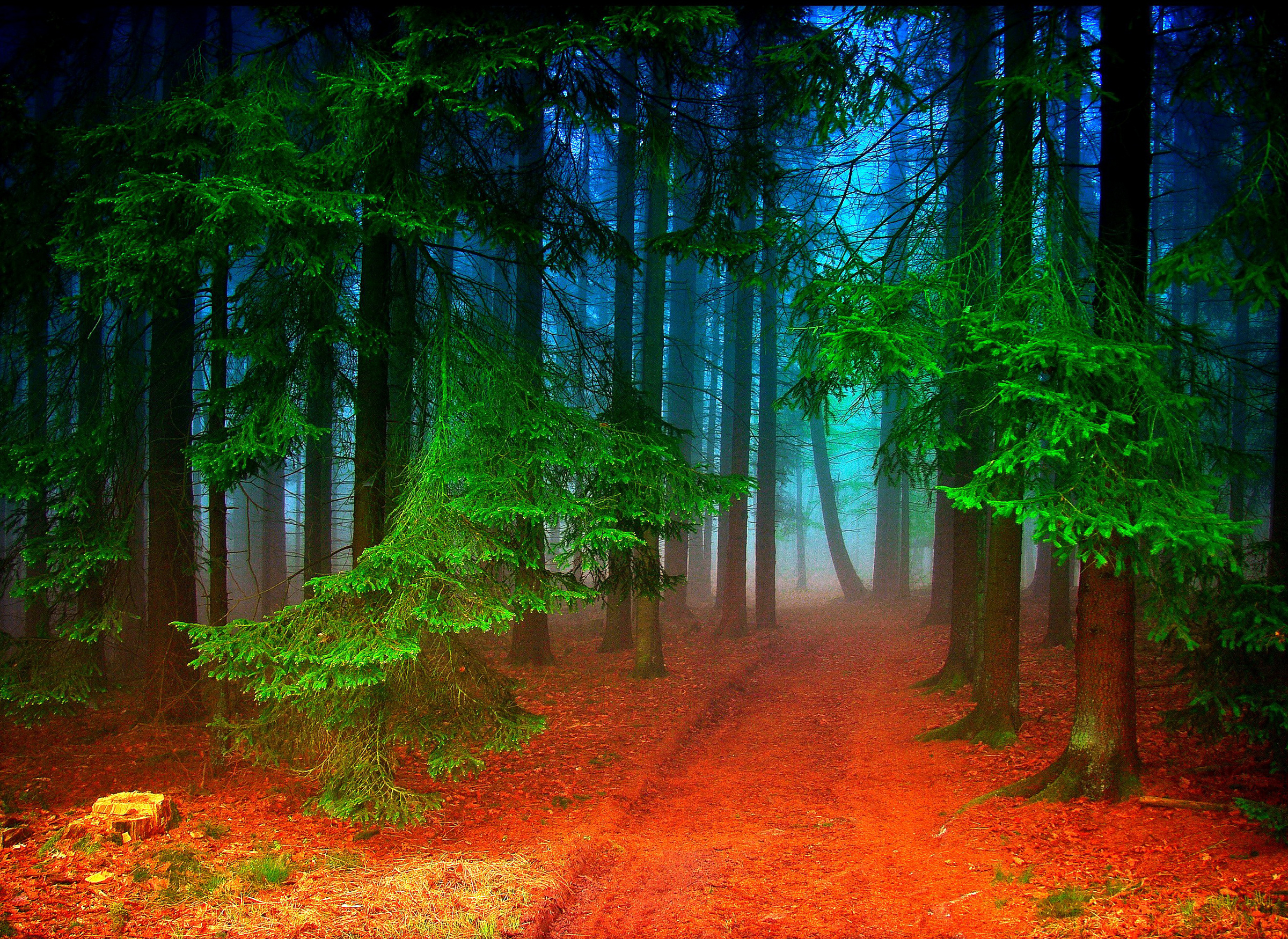 Free download wallpaper Forest, Tree, Fog, Fall, Earth on your PC desktop