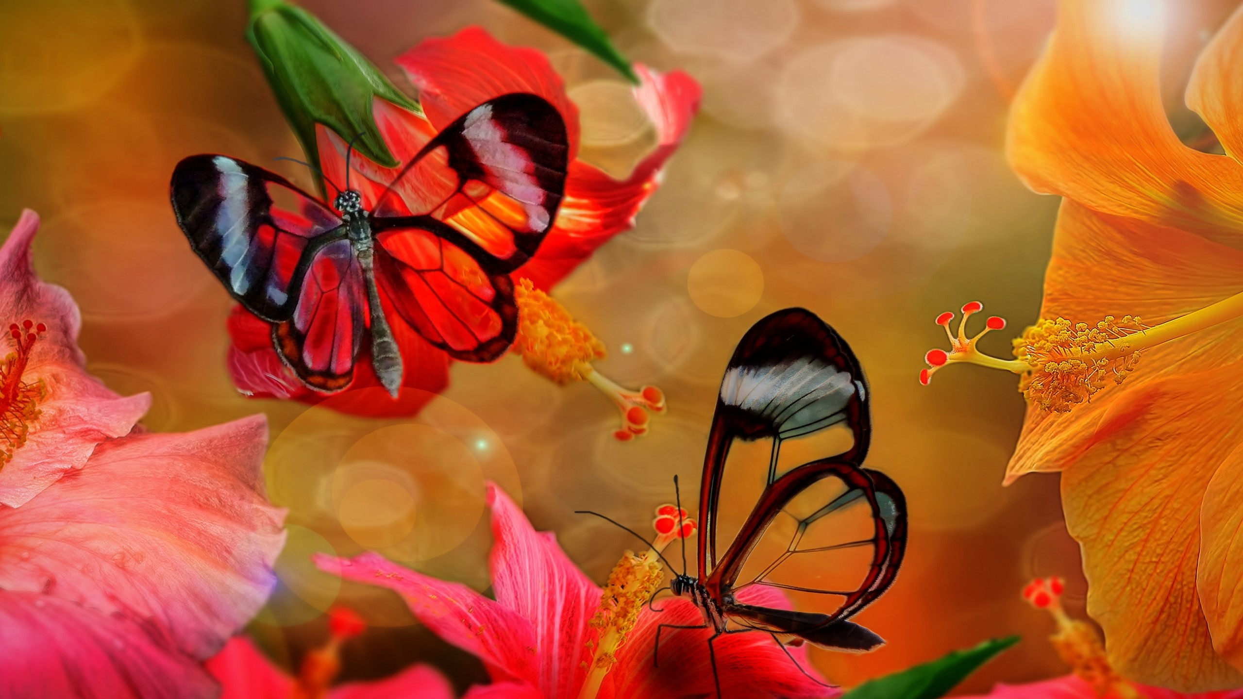 Download mobile wallpaper Flower, Butterfly, Animal, Colorful, Hibiscus for free.
