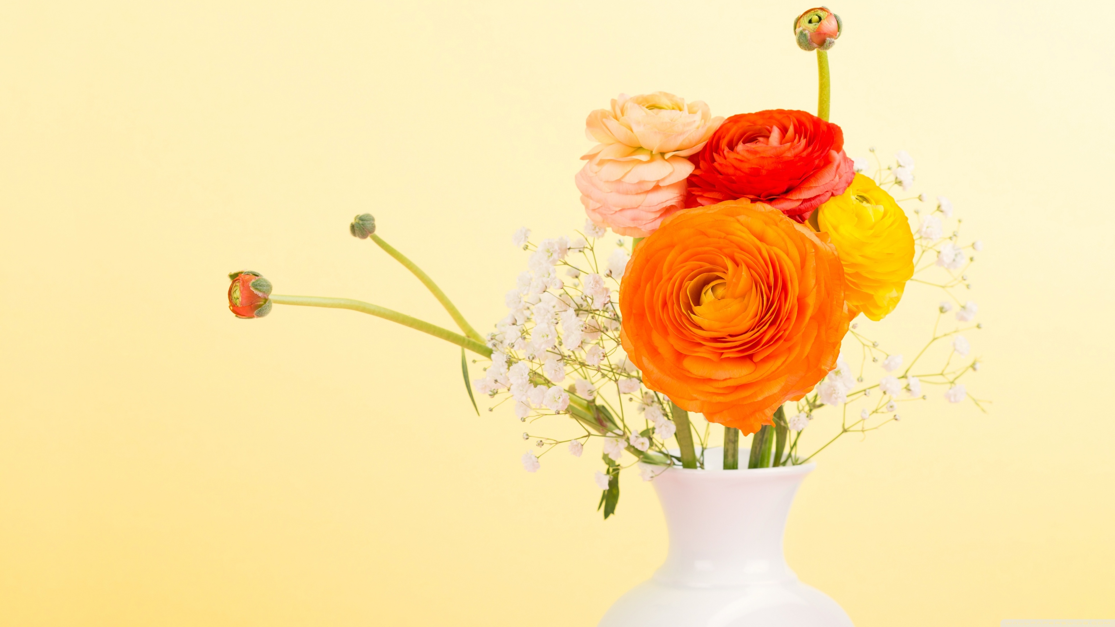 780054 télécharger l'image vase, construction humaine, fleur, renoncule, coloré, fleur d'oranger - fonds d'écran et économiseurs d'écran gratuits