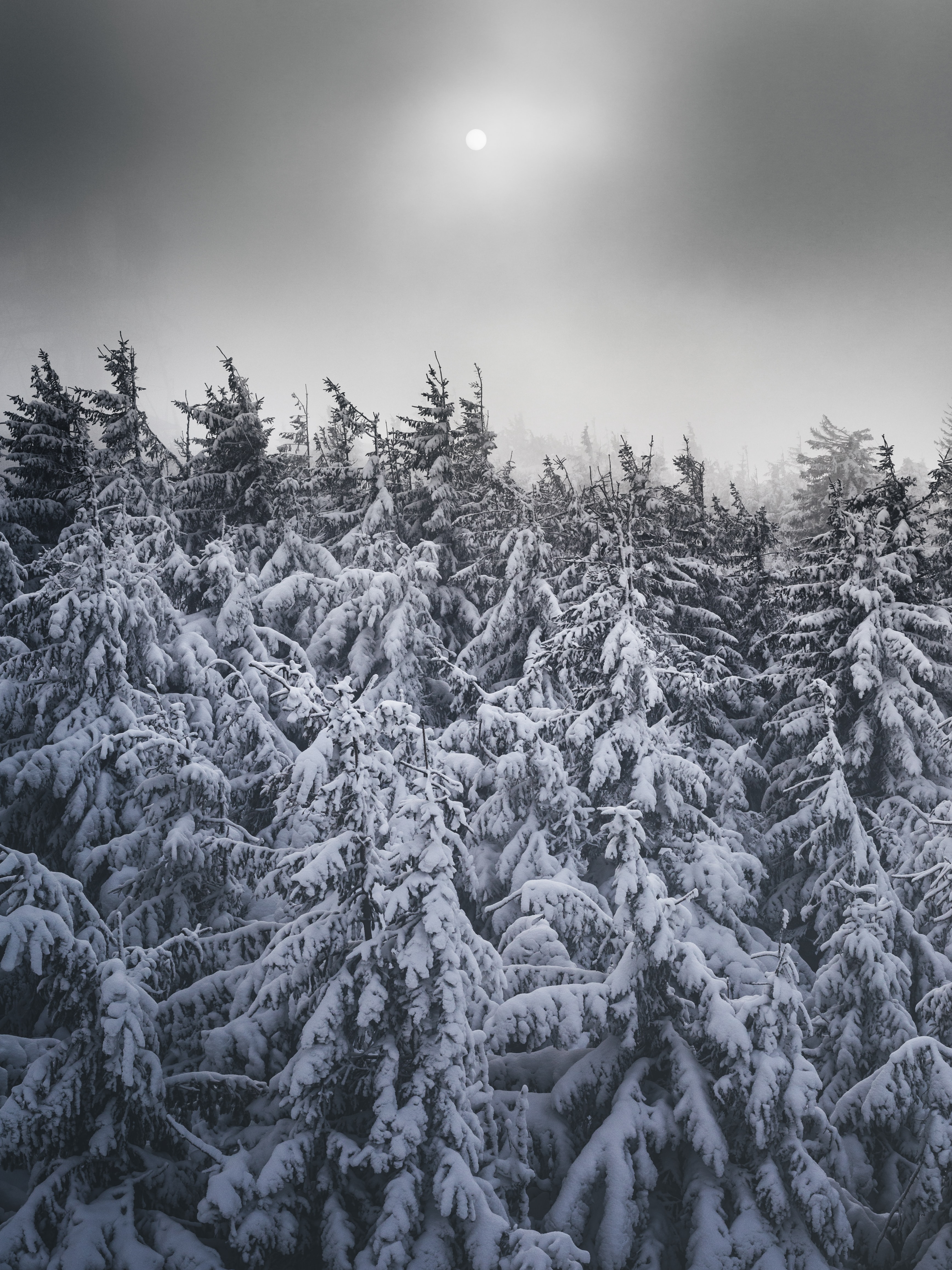 winter, nature, trees, snow, fir trees, snowbound, snow covered