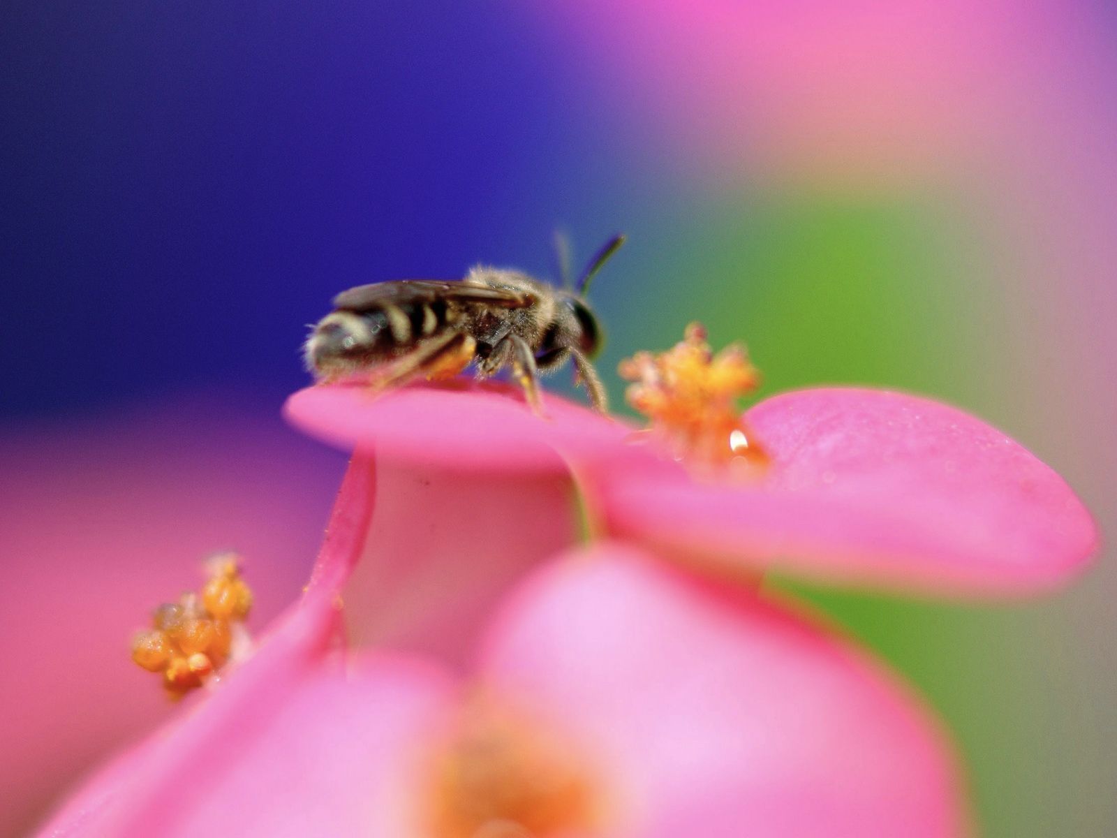 4718 завантажити шпалери комахи, бджоли - заставки і картинки безкоштовно