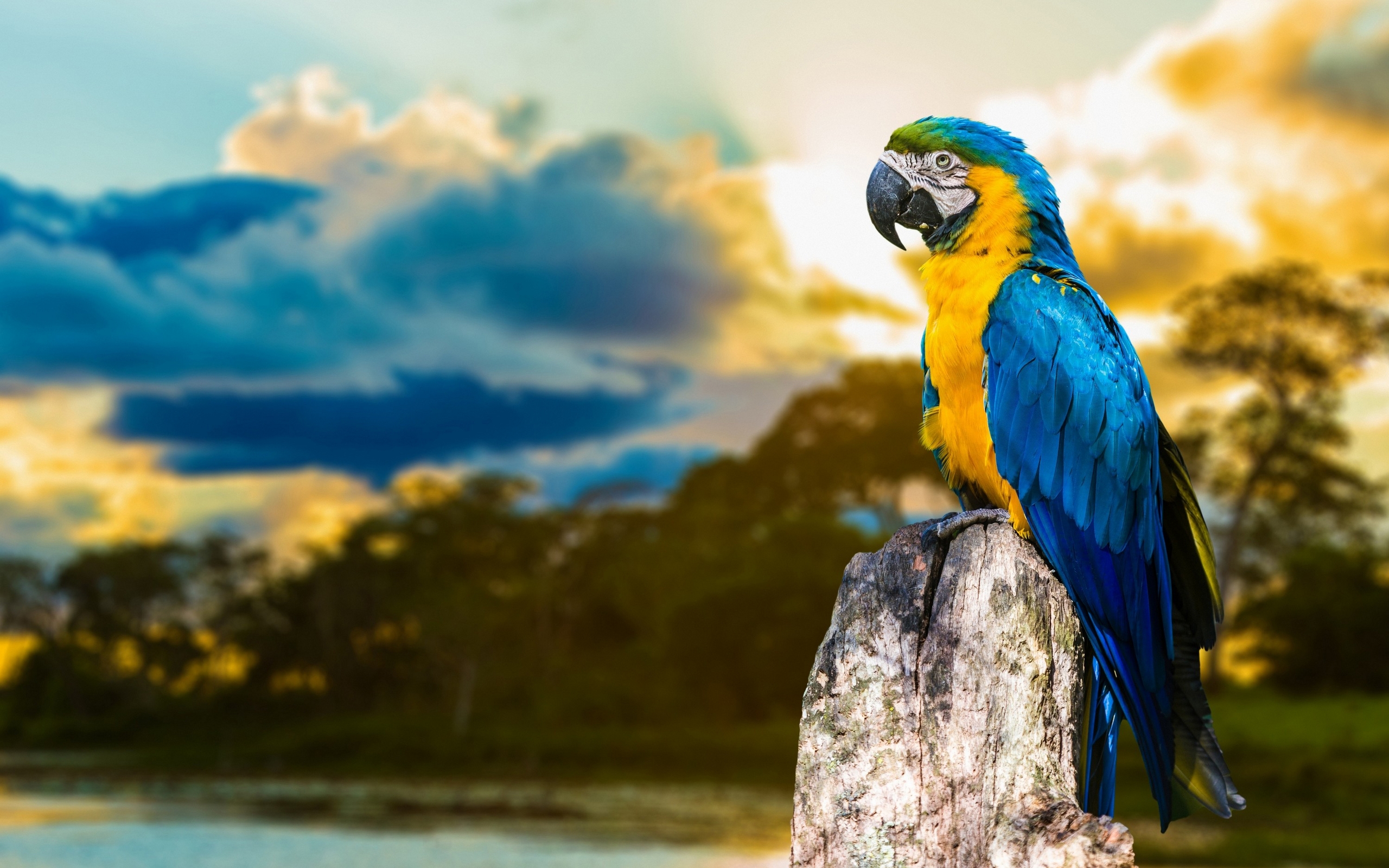 animal, blue and yellow macaw, birds 8K