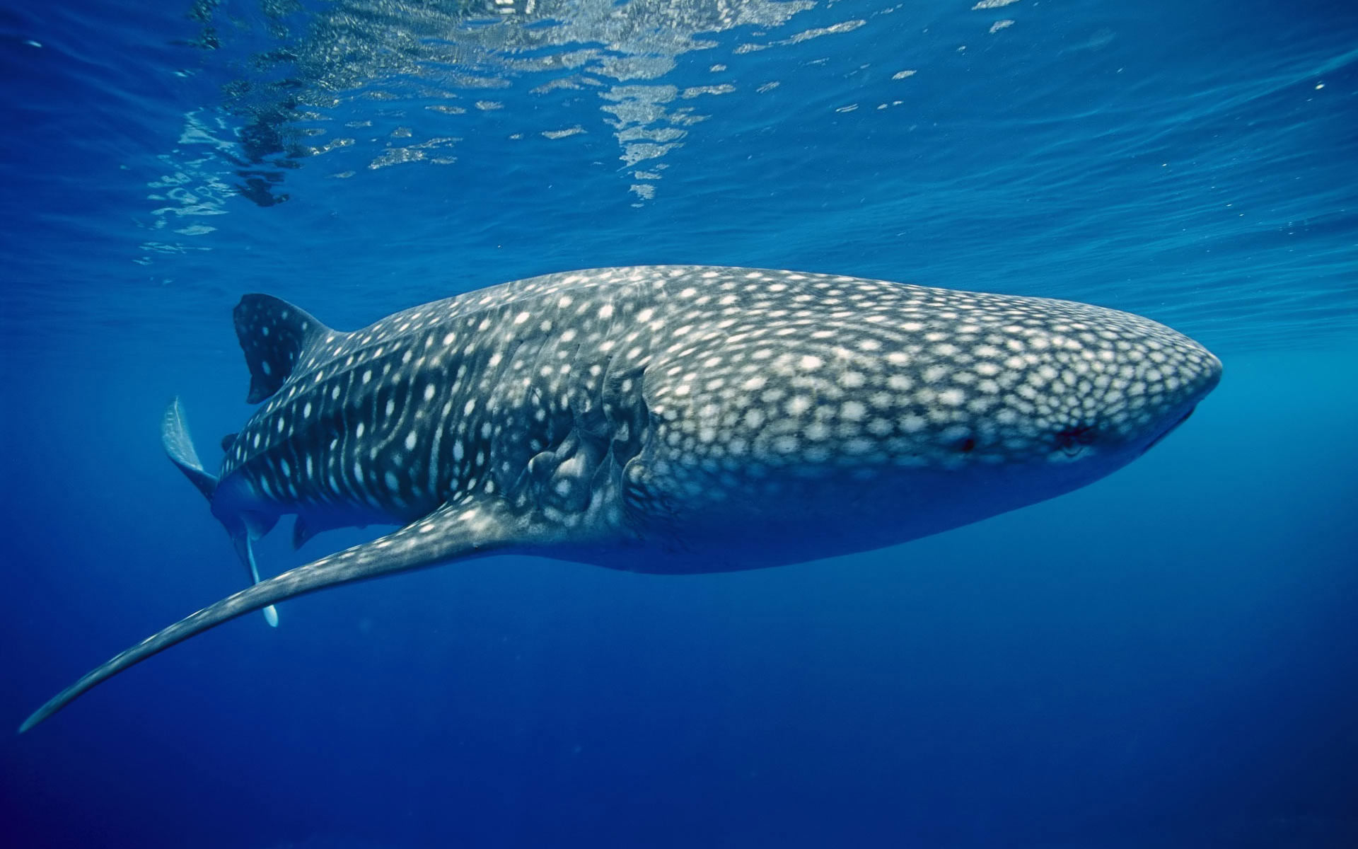 Free Whale Shark Stock Wallpapers