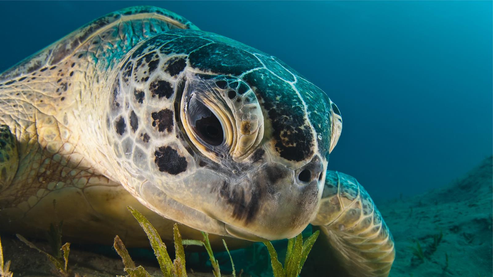 animal, sea turtle cell phone wallpapers