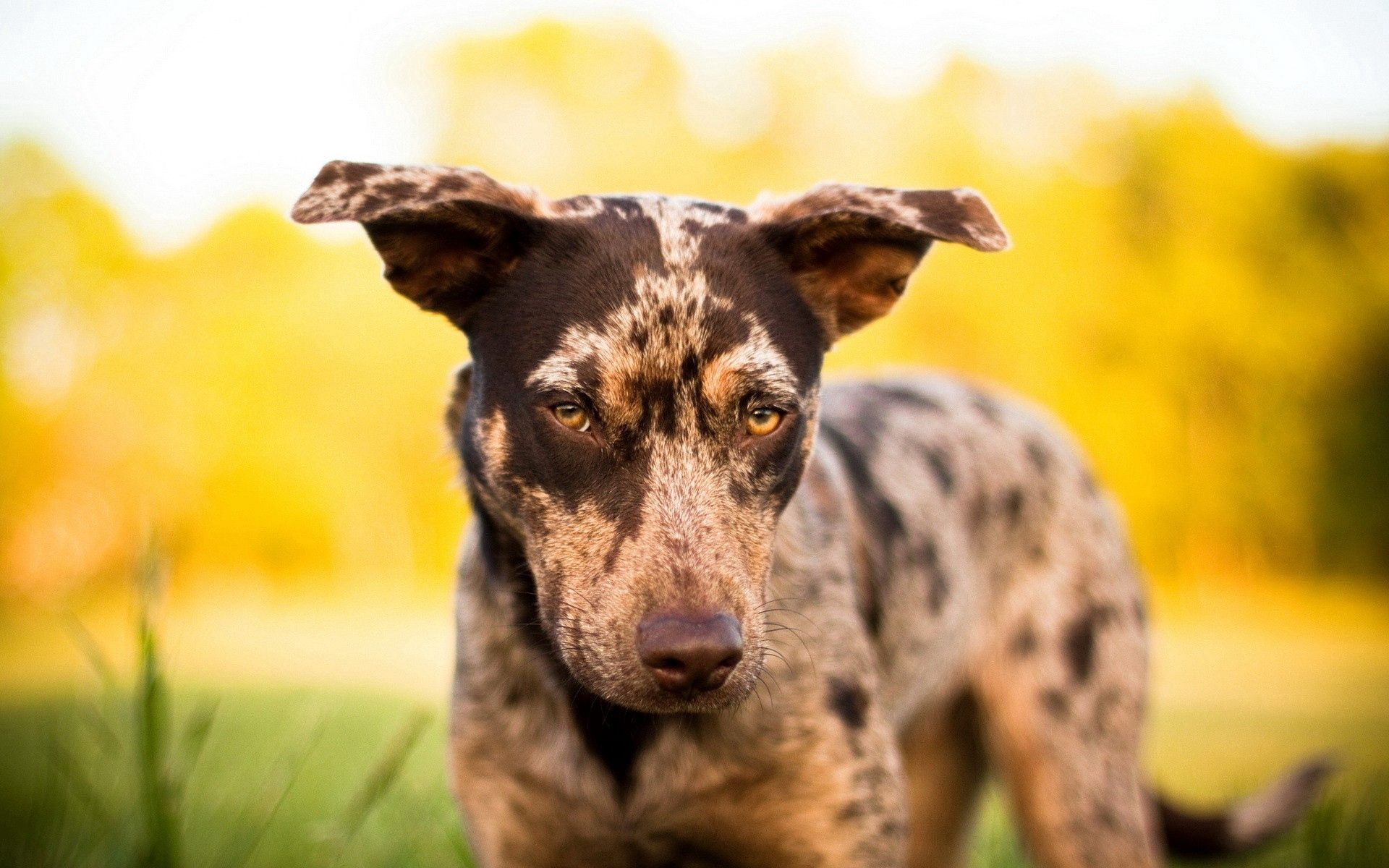 Full HD animals, shine, light, dog, muzzle, spotted, spotty, greased, smeared