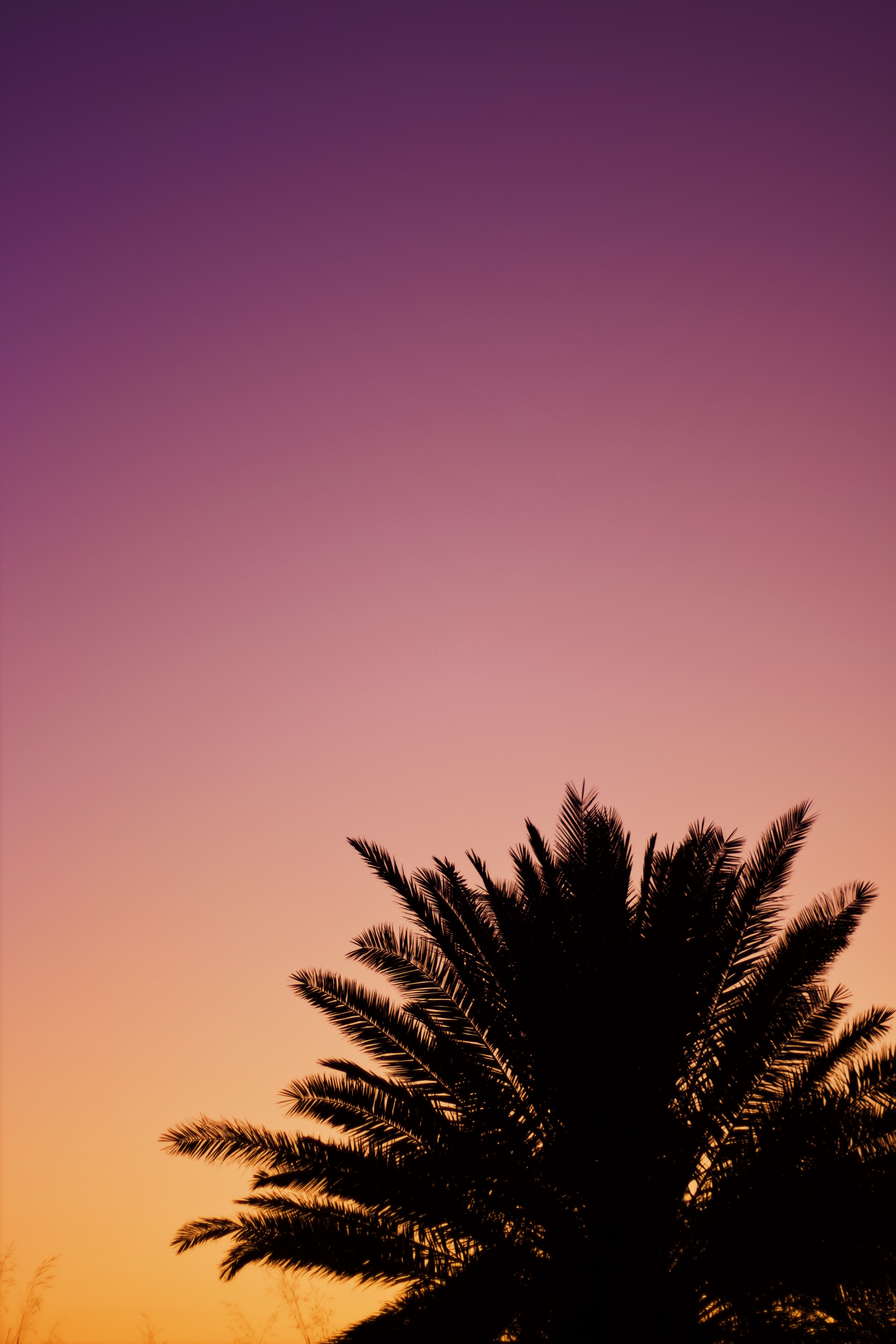 palm, violet, dark, sky, twilight, dusk, purple Full HD
