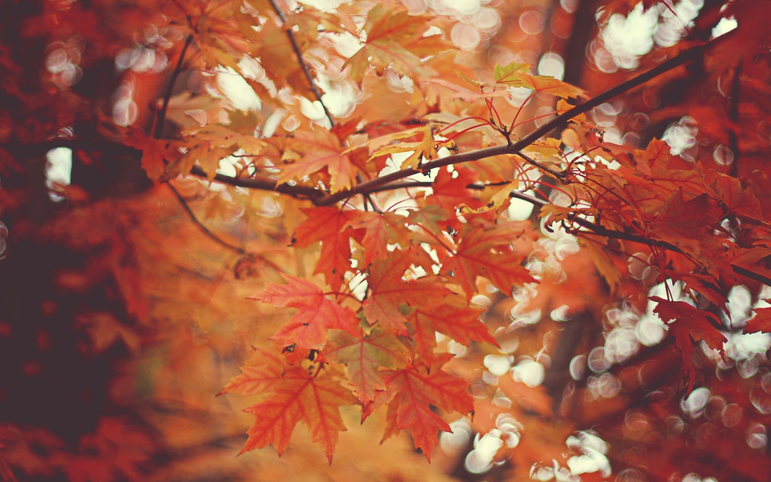 autumn, leaves, pictures, orange