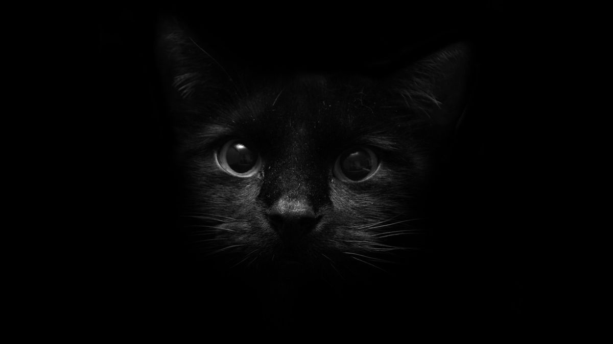 Черная кошка обои на телефон