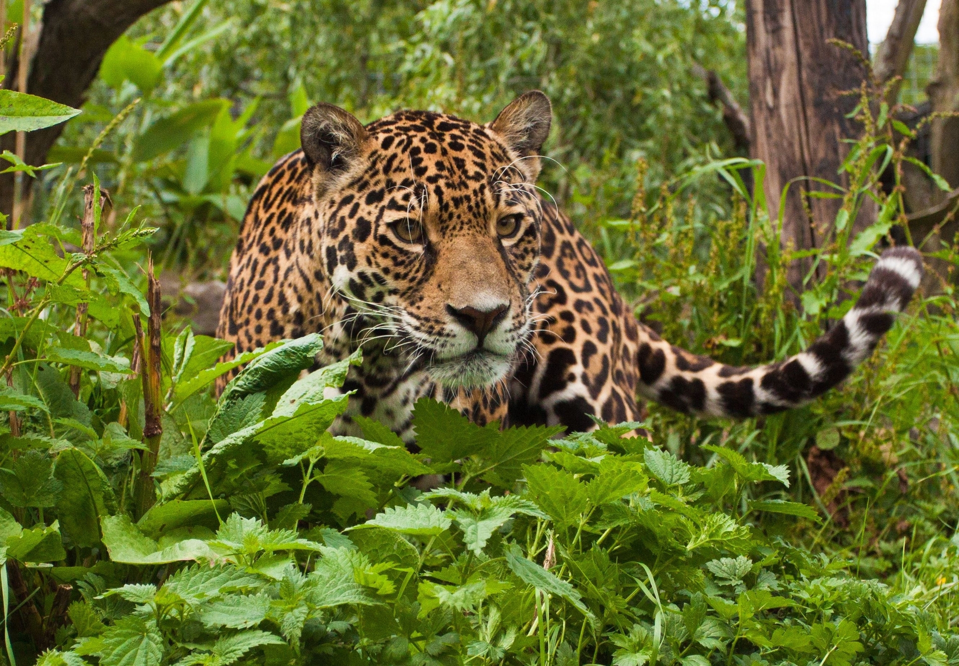 climb, animals, grass, leaves, jaguar, predator 4K
