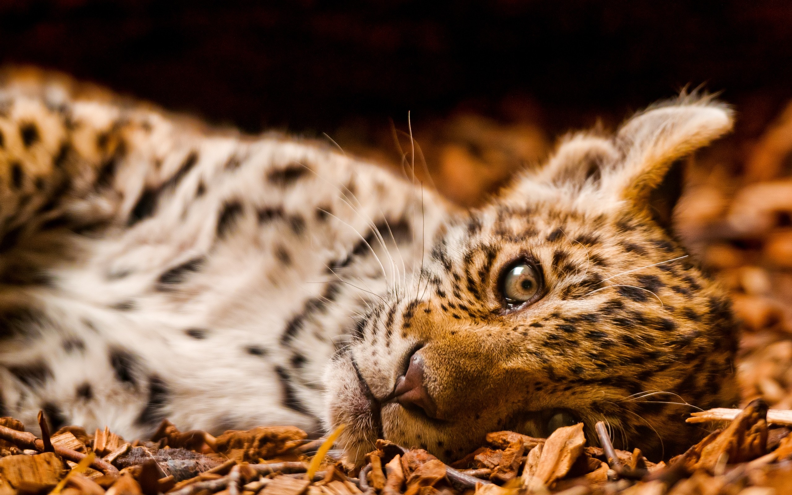 animal, jaguar HD wallpaper
