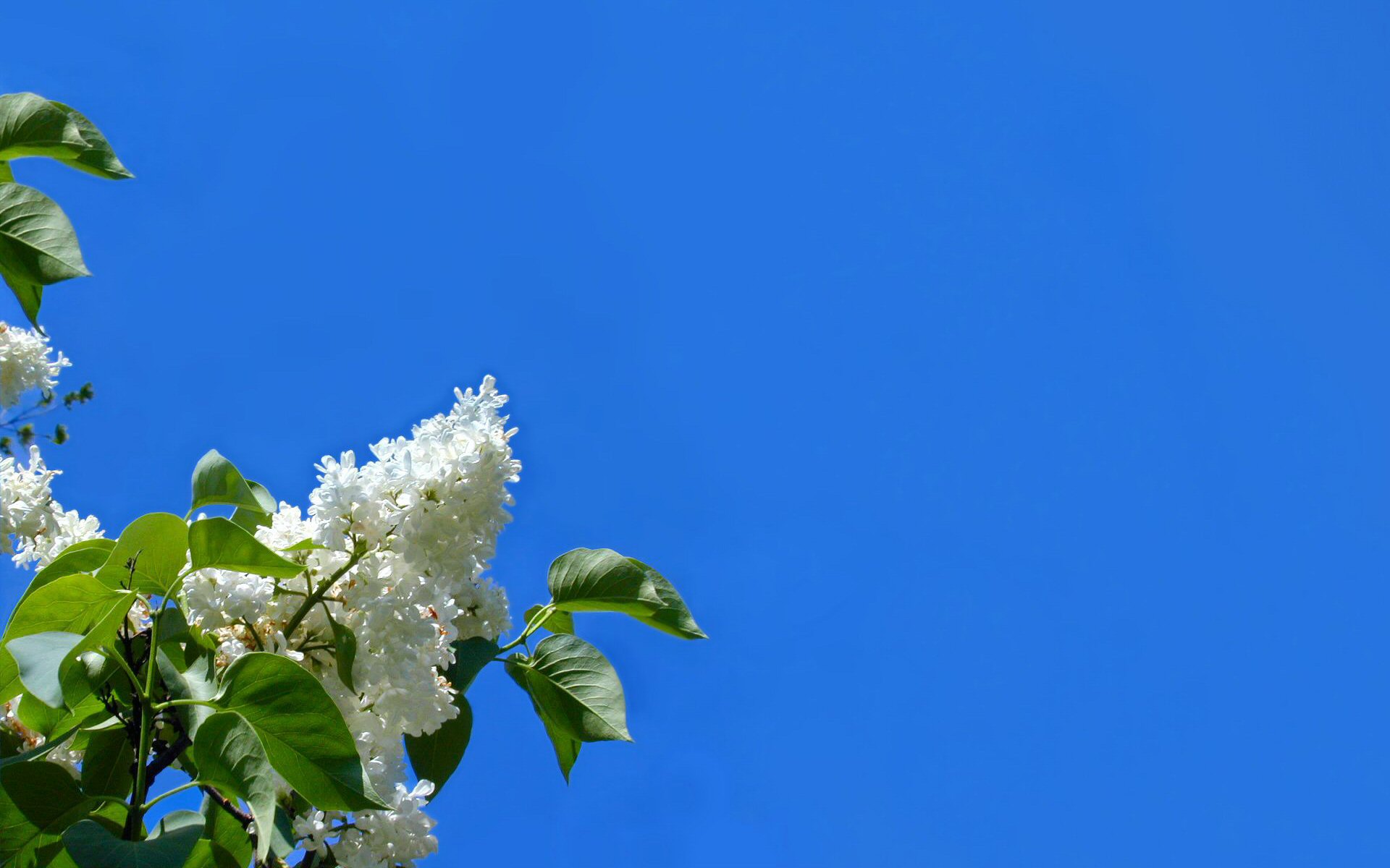 264114 скачать обои цвести, белый, синий, зеленый, небо, листва, флауэрсы, цветок, земля/природа - заставки и картинки бесплатно