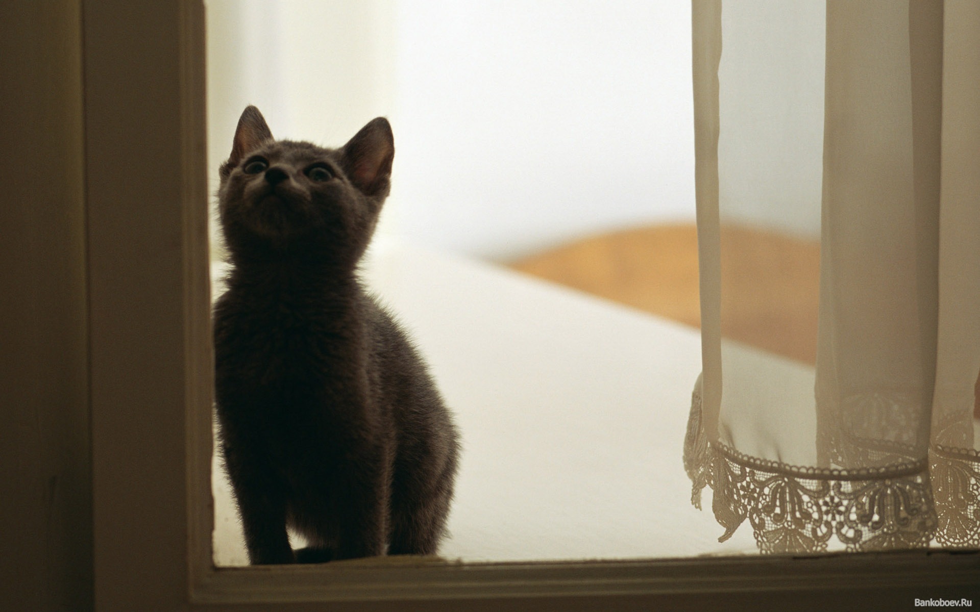 Серый кот у окна