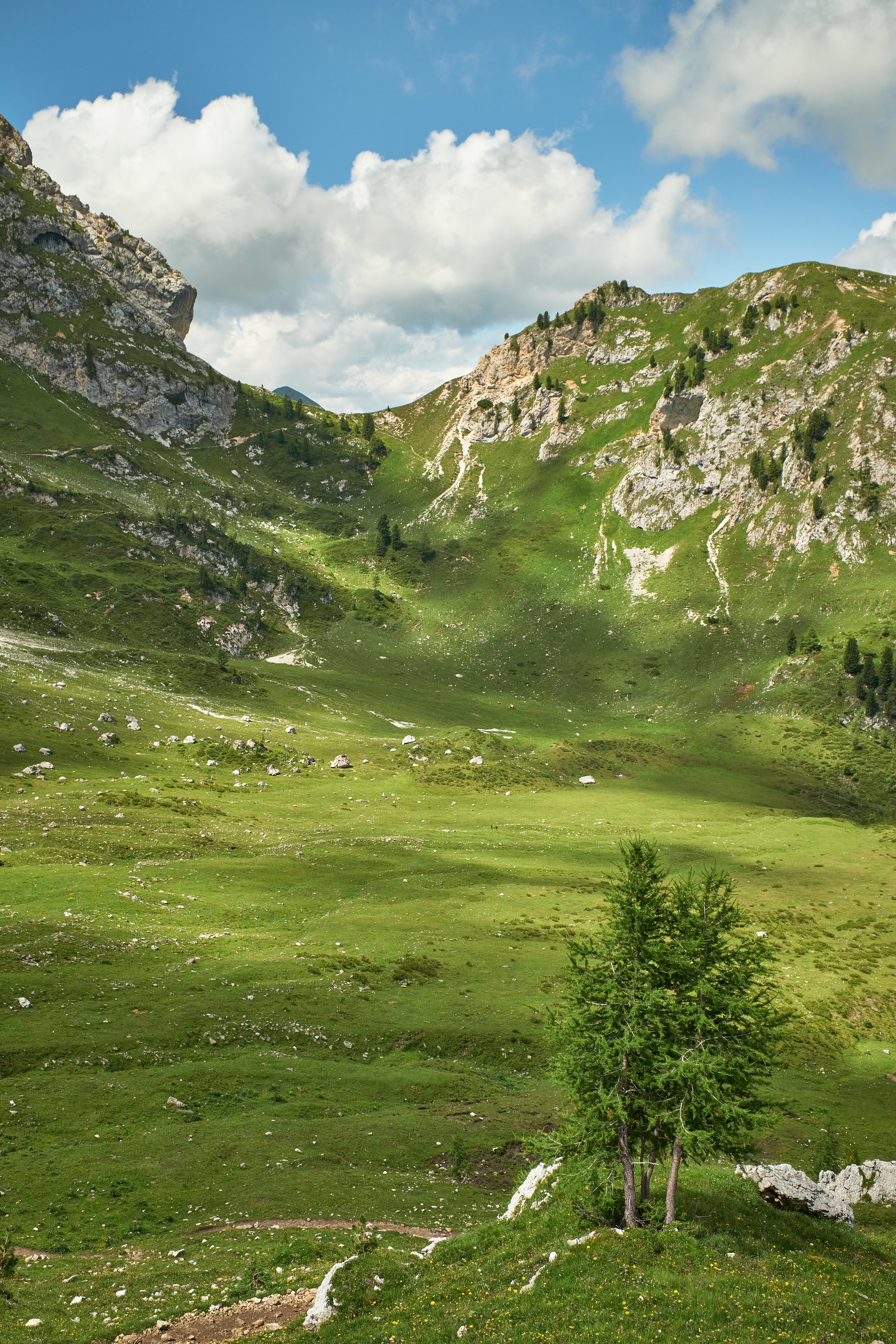 vertex, nature, grass, mountains, rocks, spruce, fir, tops HD wallpaper