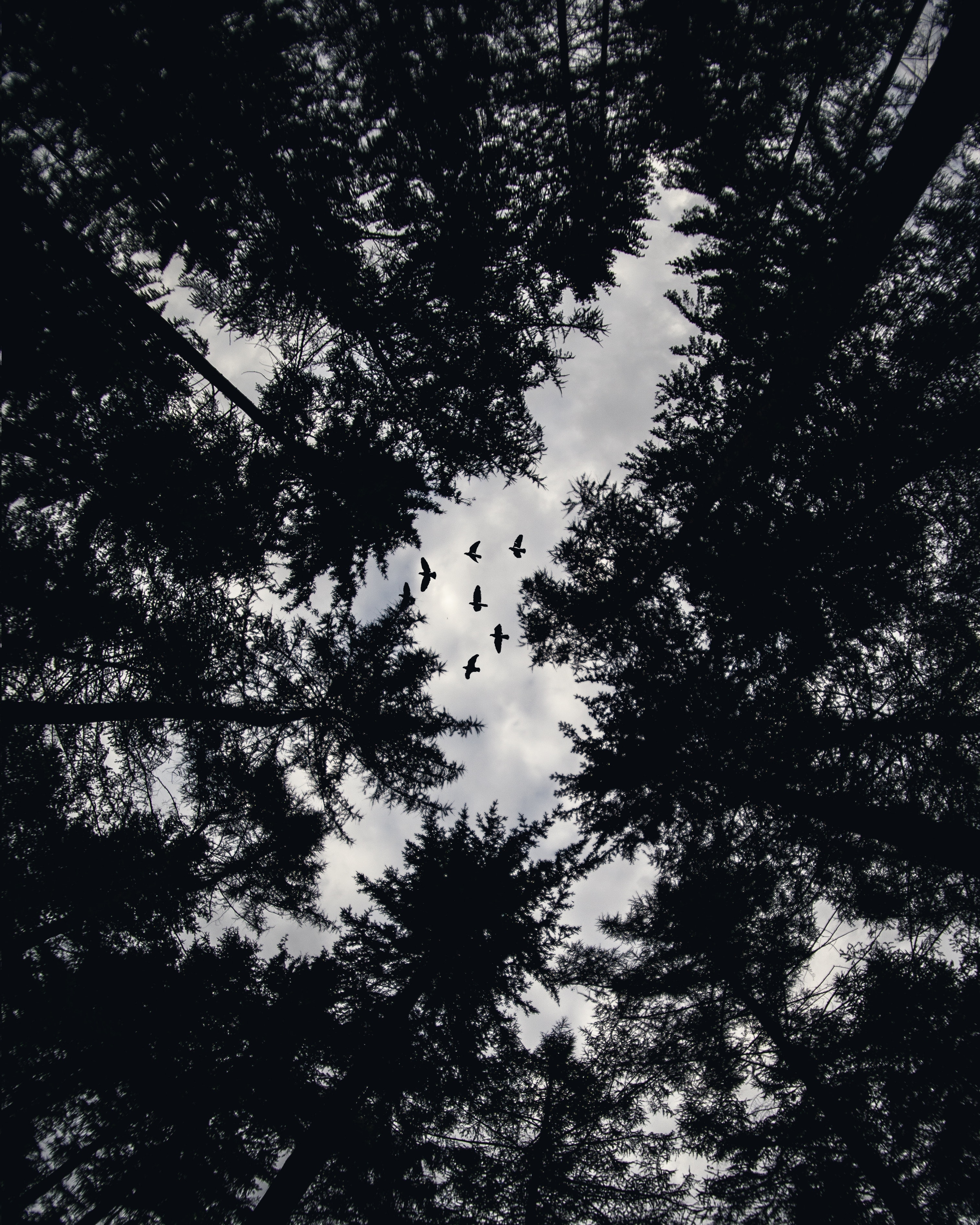 tops, black, bw, trees, birds, top, chb, bottom view cell phone wallpapers