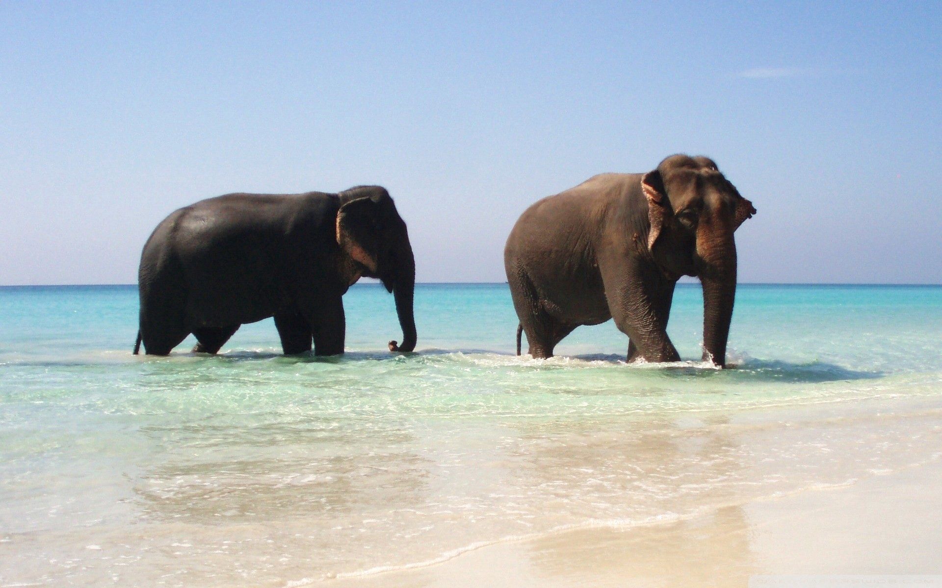 Download mobile wallpaper Animals, Stroll, Sea, Pair, Couple, Elephants for free.
