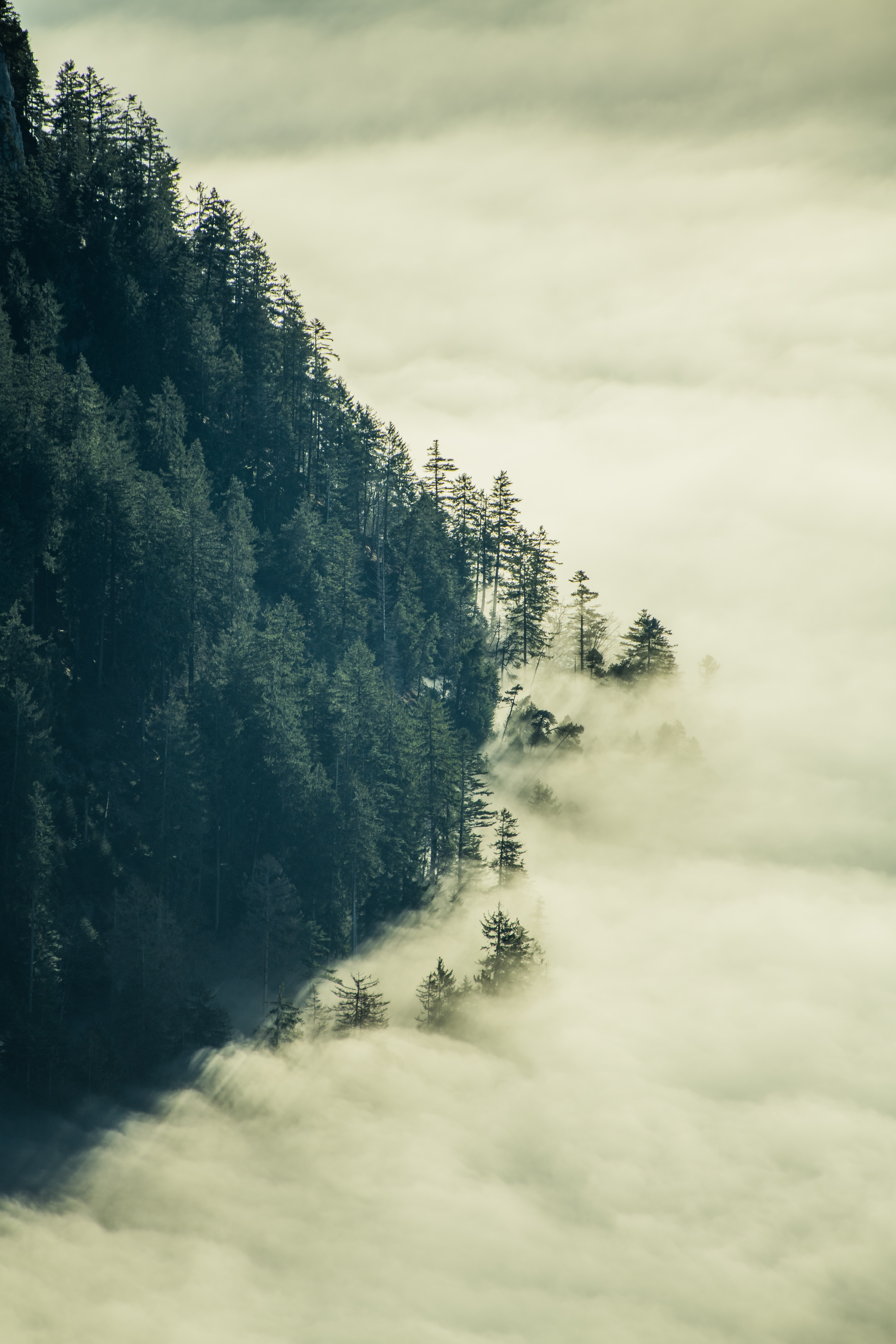 Скачать картинку Туман, Облака, Лес, Природа, Деревья в телефон бесплатно.