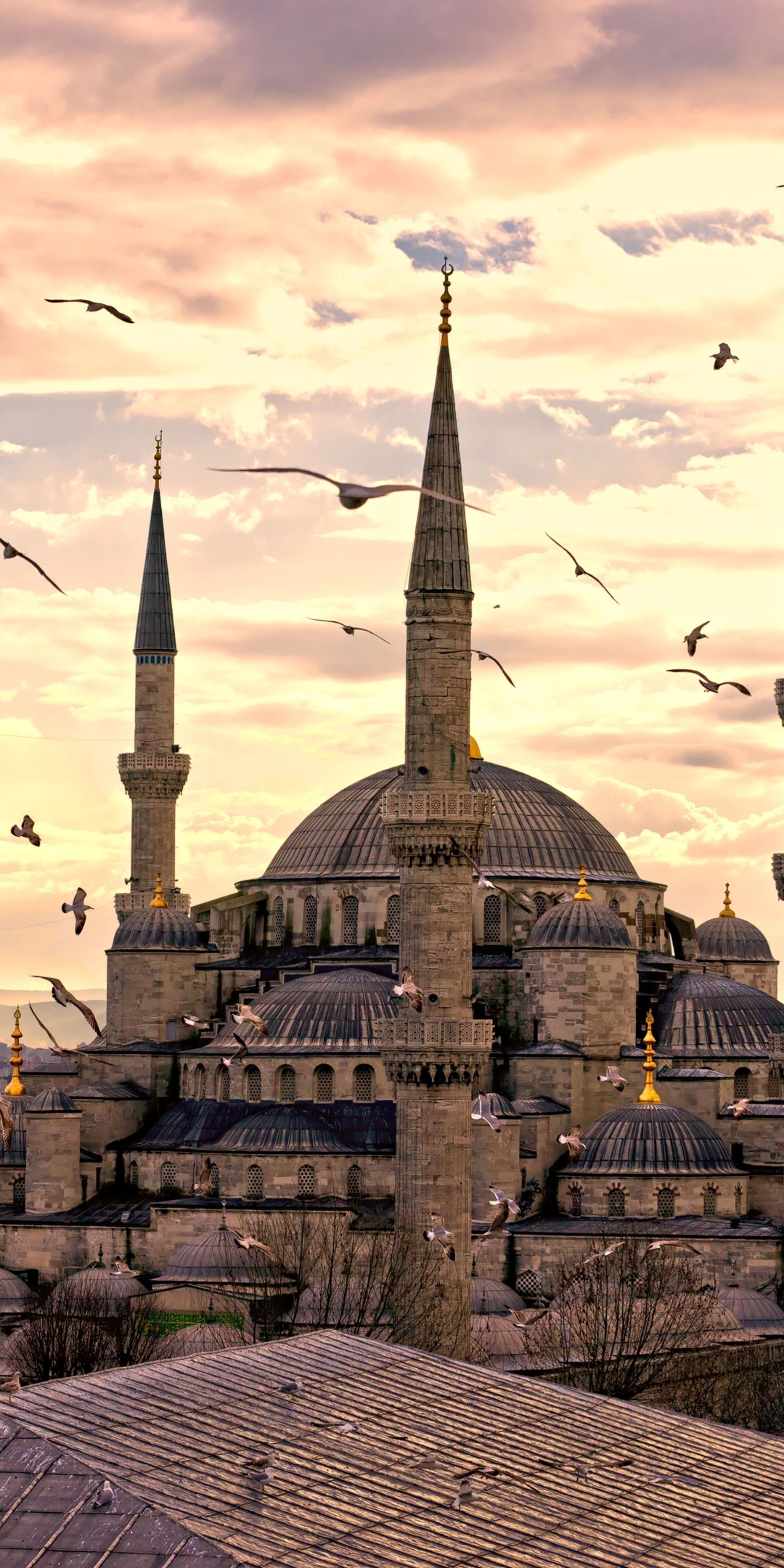 1153536 Hintergrundbild herunterladen religiös, süleymaniye moschee, istanbul, möwe, seemöve, truthahn, türkei, moscheen - Bildschirmschoner und Bilder kostenlos