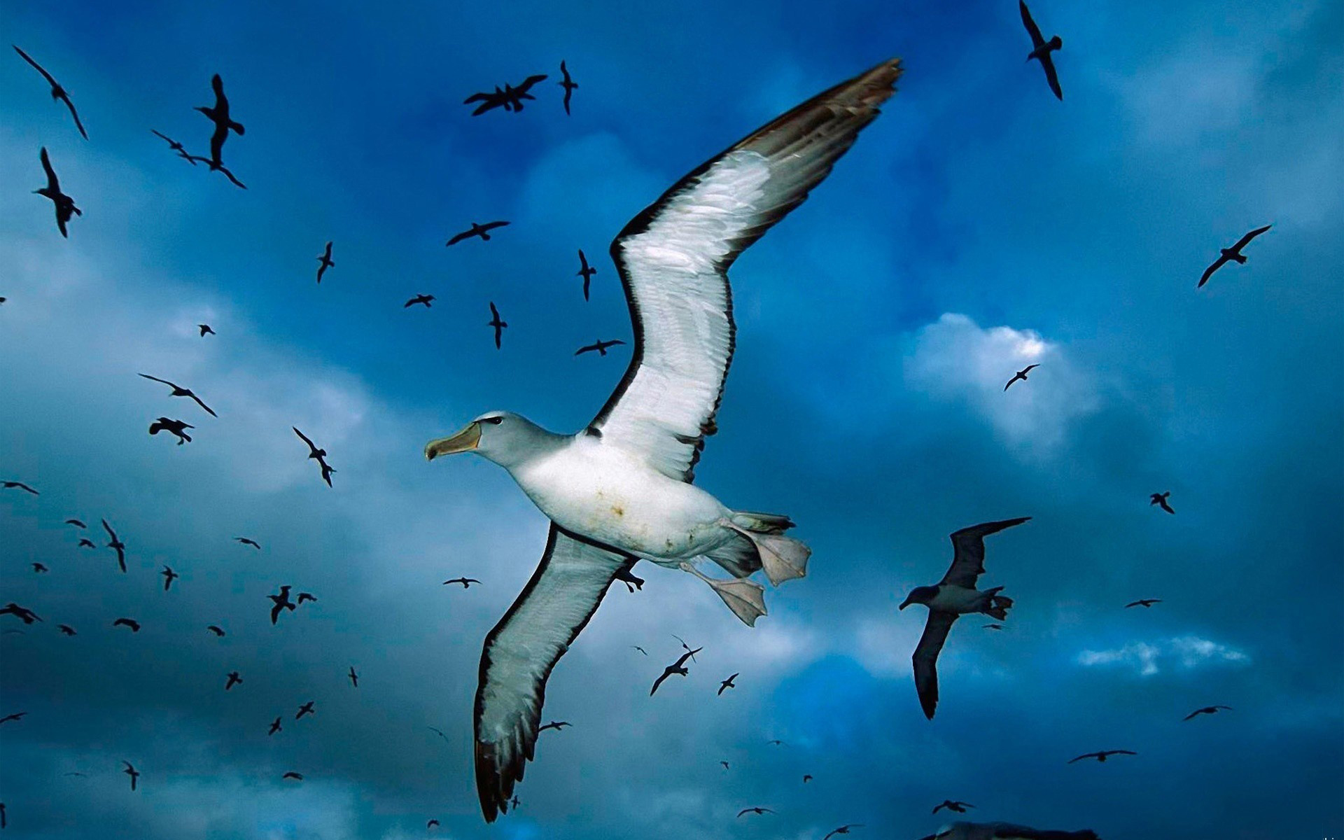 albatross, animal