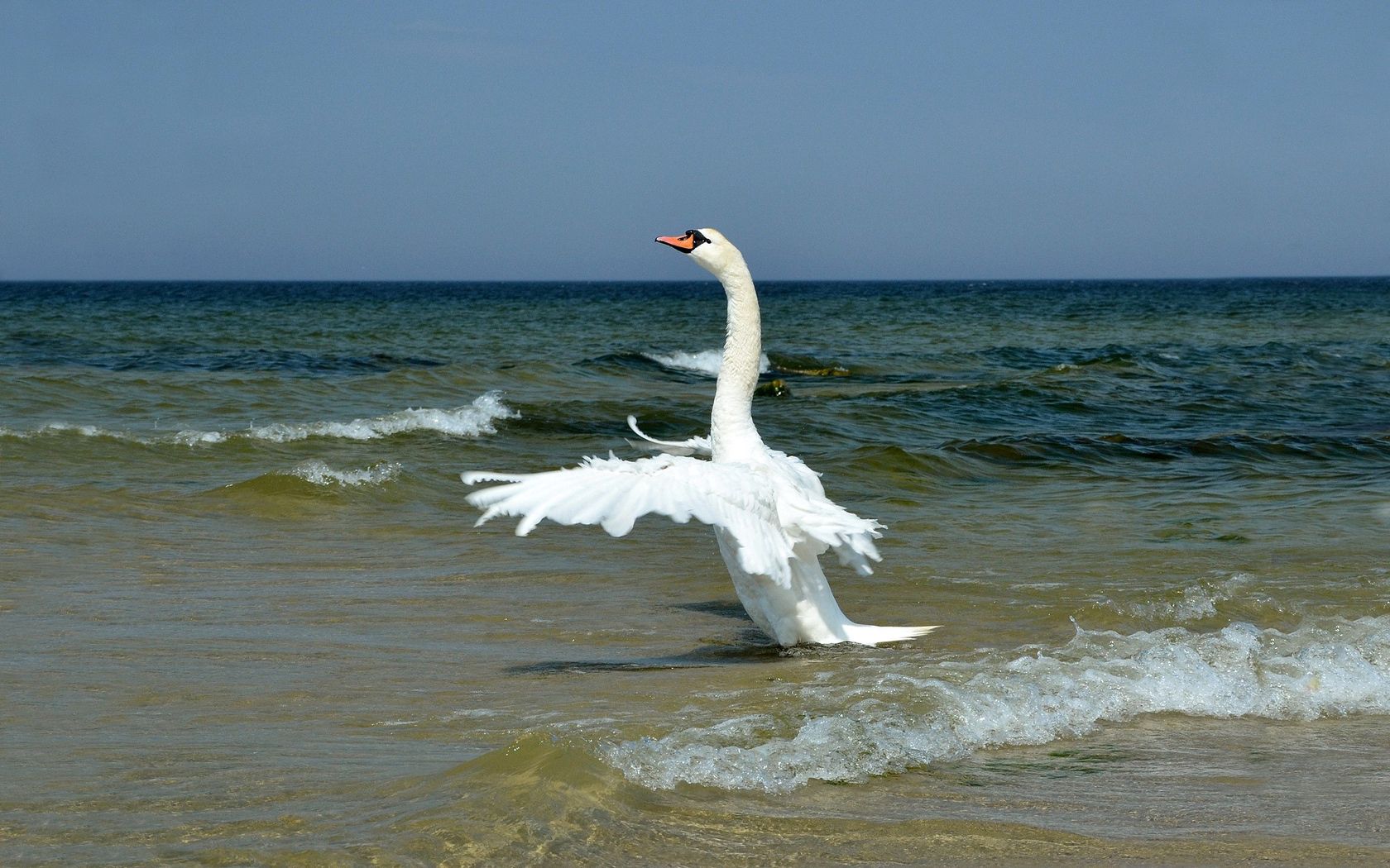 animals, waves, shore, bank, bird, wings, swan, wave, sweep