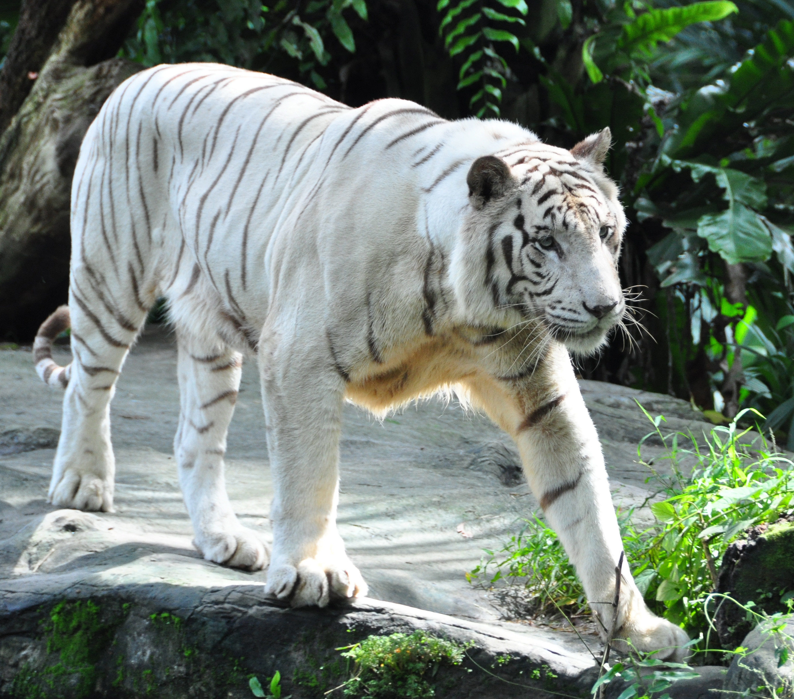 animals, predator, big cat, tiger, bengal tiger