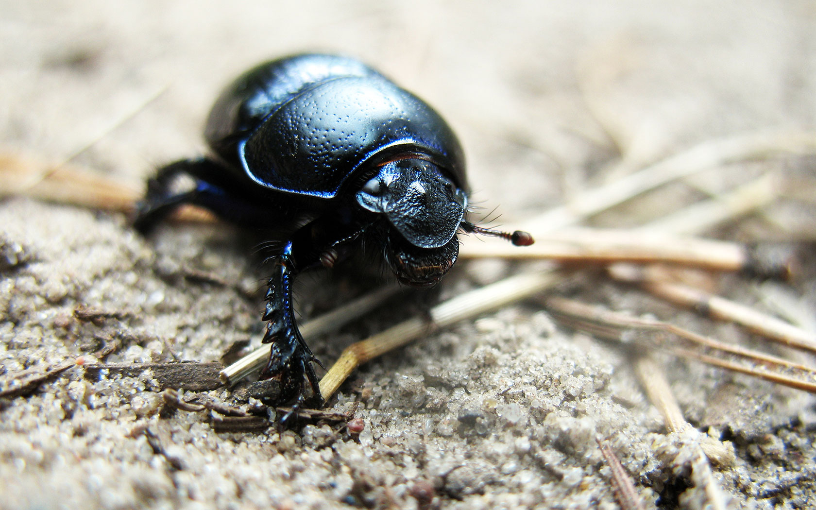 animal, beetle wallpapers for tablet