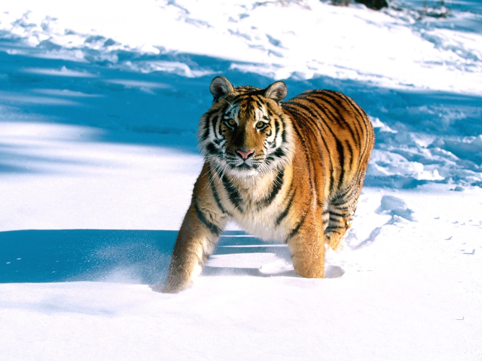 4315 baixar papel de parede tigres, animais, inverno, neve - protetores de tela e imagens gratuitamente
