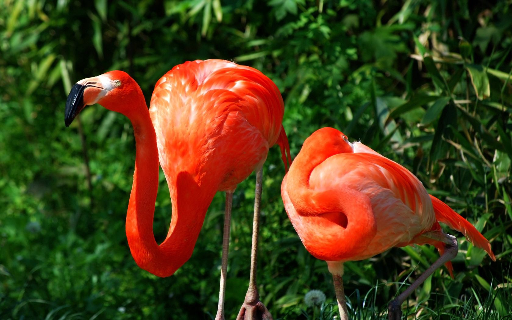 Download mobile wallpaper Animals, Grass, Color, Feather, Pair, Flamingo, Birds, Couple for free.